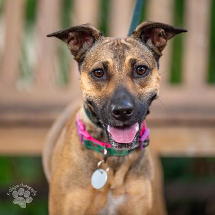 Dancing Queen, a Adoptable mixed breed in Honolulu, HI image 2/3