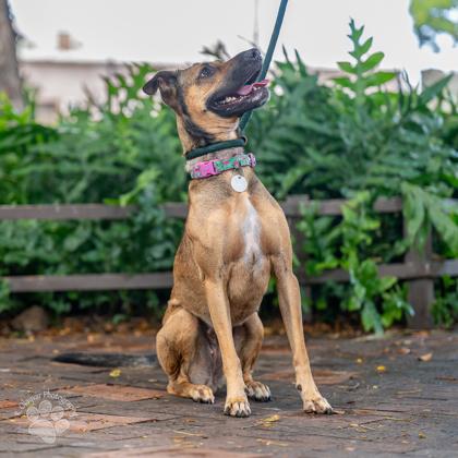 Dancing Queen, a Adoptable mixed breed in Honolulu, HI image 3/3
