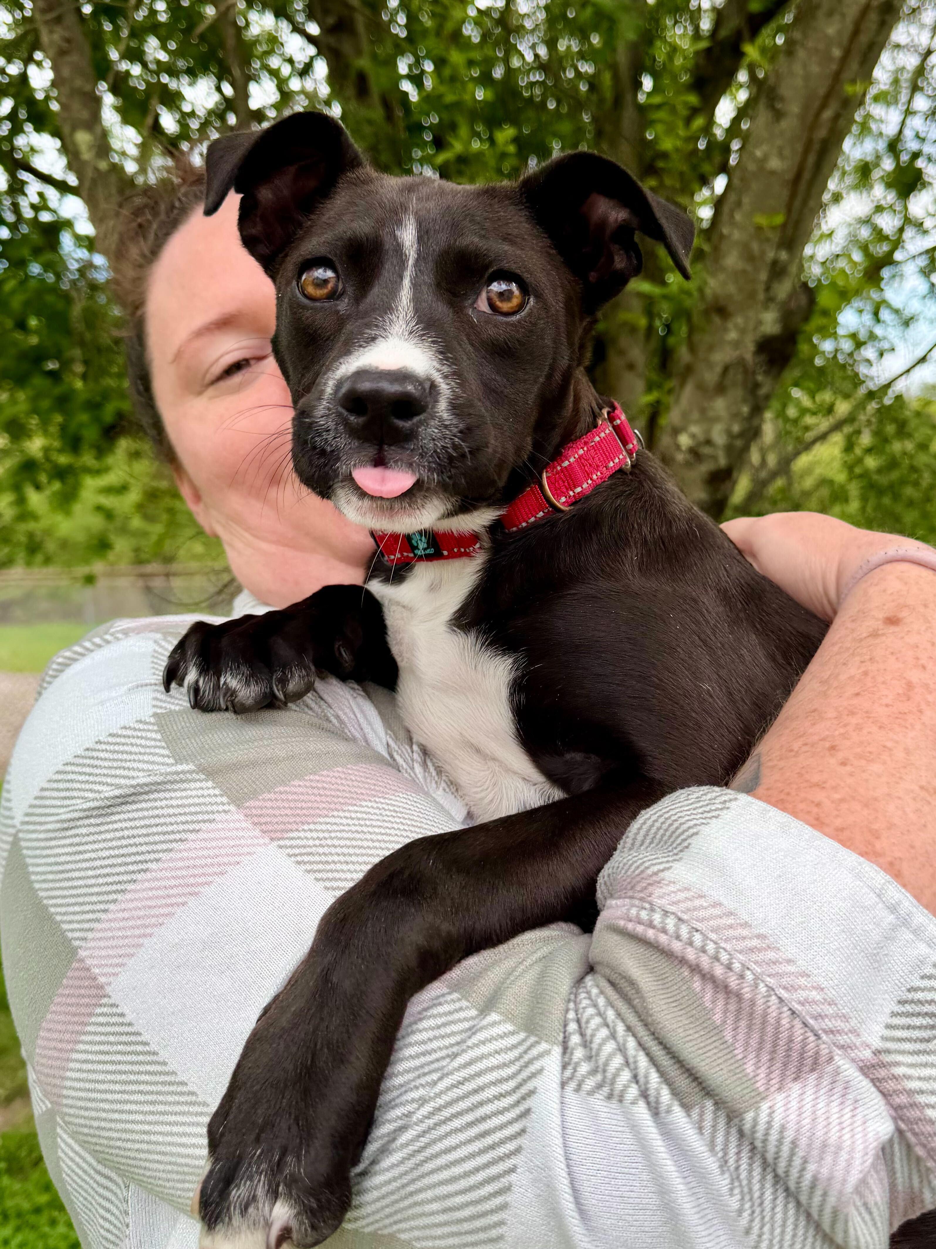 Gretel, ADOPTABLE, Puppy Female Terrier.