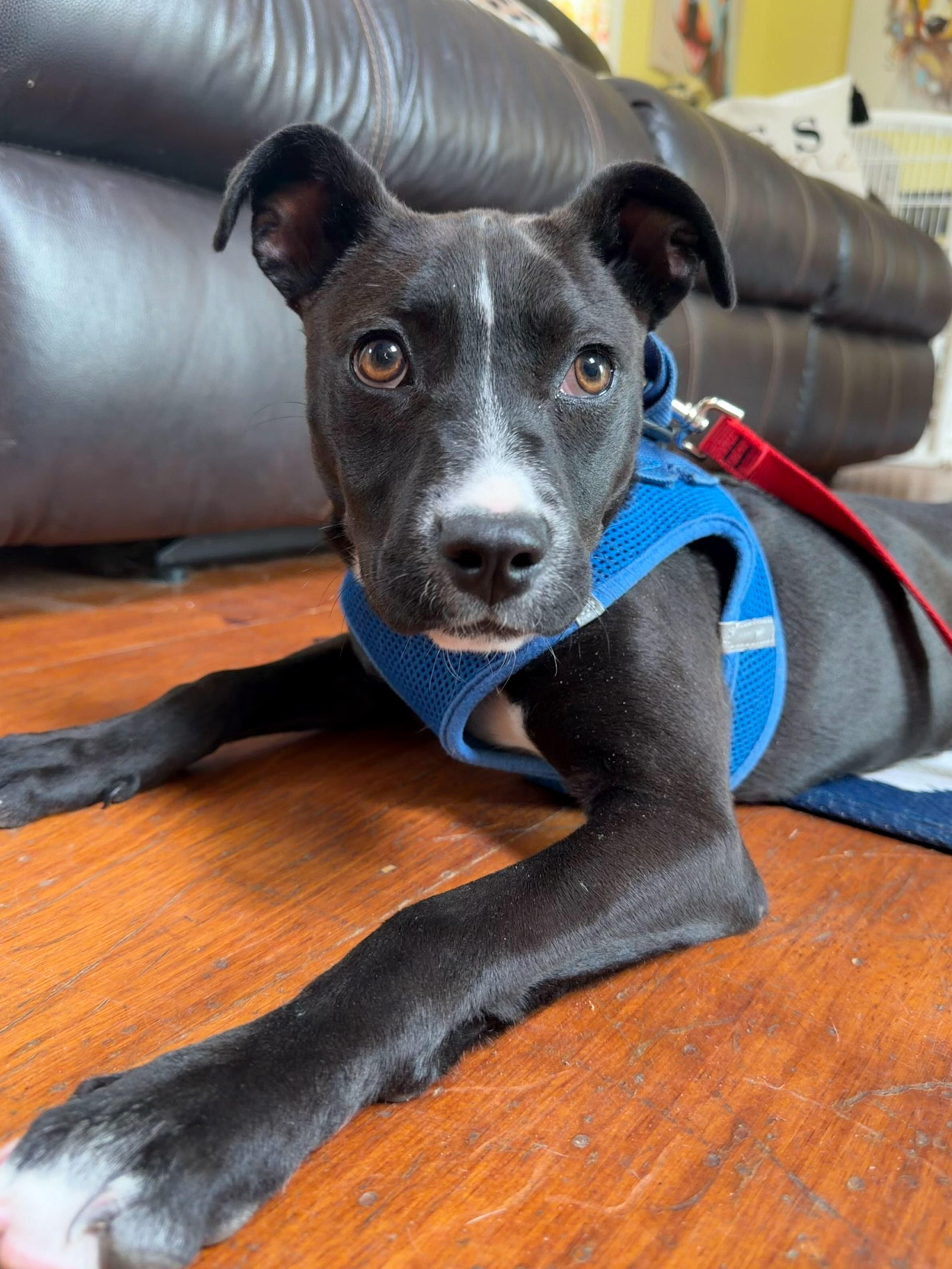 Gretel, ADOPTABLE, Puppy Female Terrier.