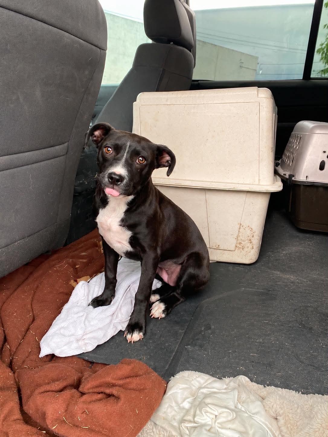 Gretel, a ADOPTABLE mixed breed in Uxbridge, MA image 2/3