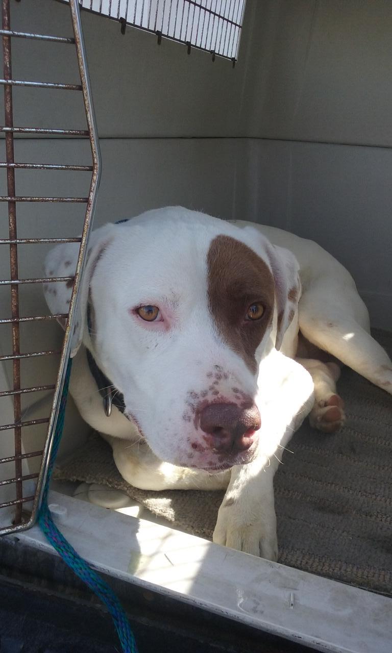 Enlarge Johnny, a Adoptable mixed breed in Ventura, CA image 3/6