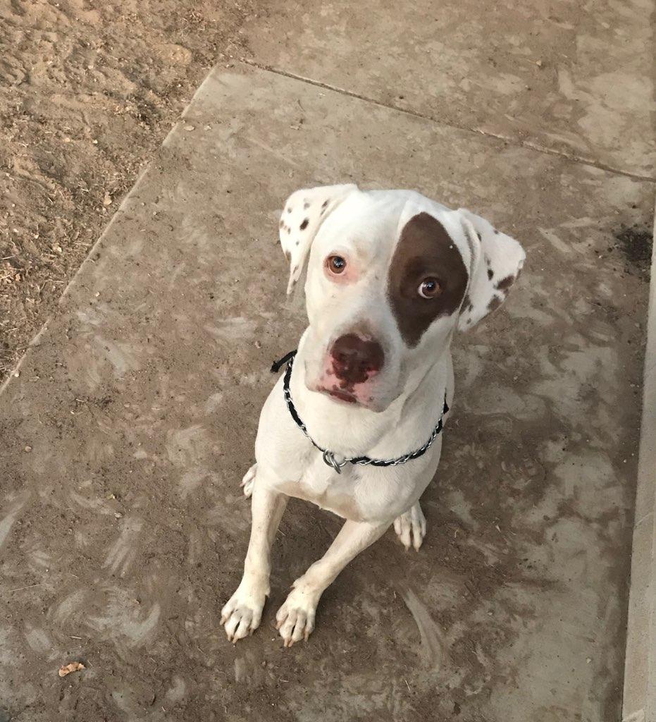 Johnny, Senior Male Labrador Retriever