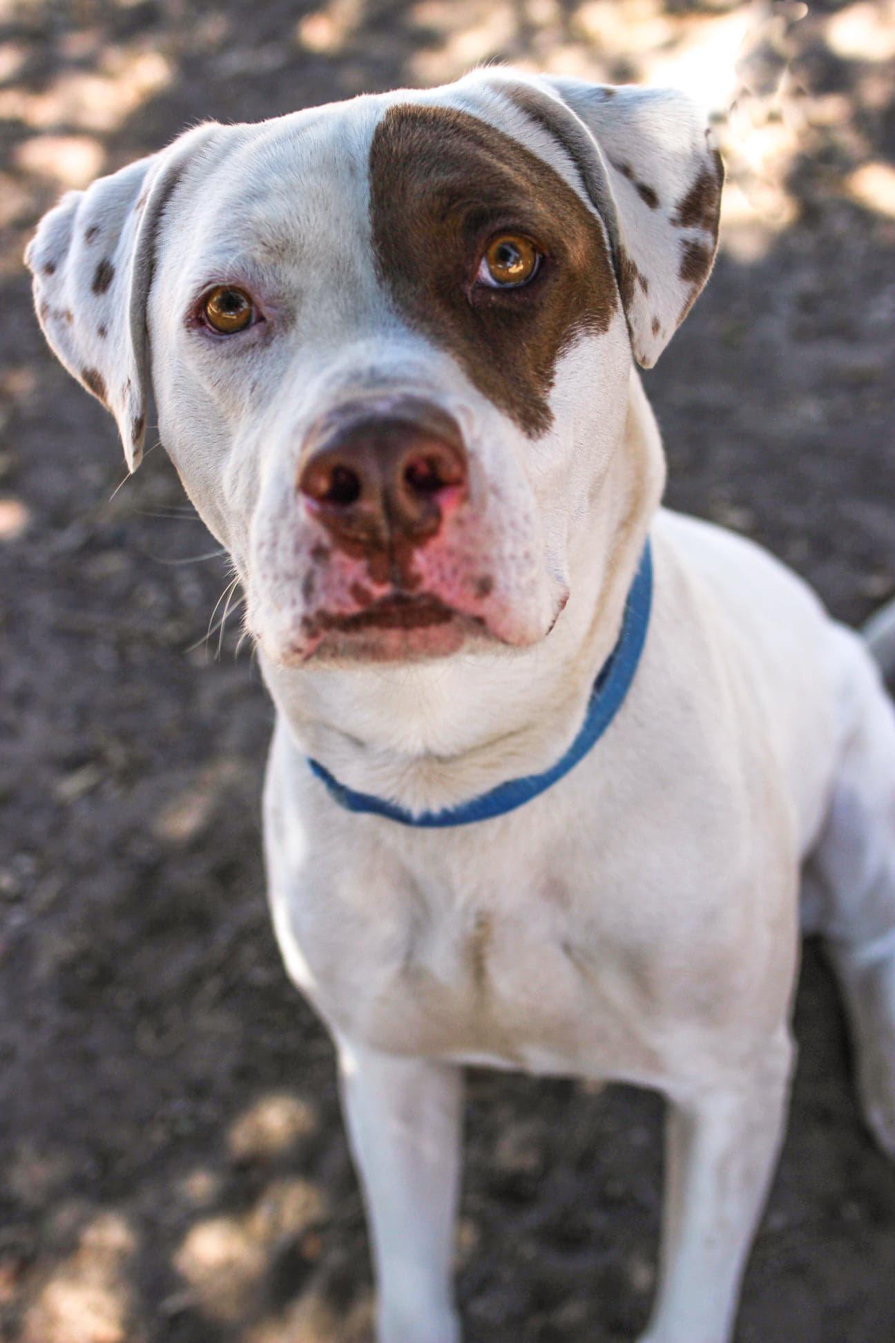 Enlarge Johnny, a Adoptable mixed breed in Ventura, CA image 2/6