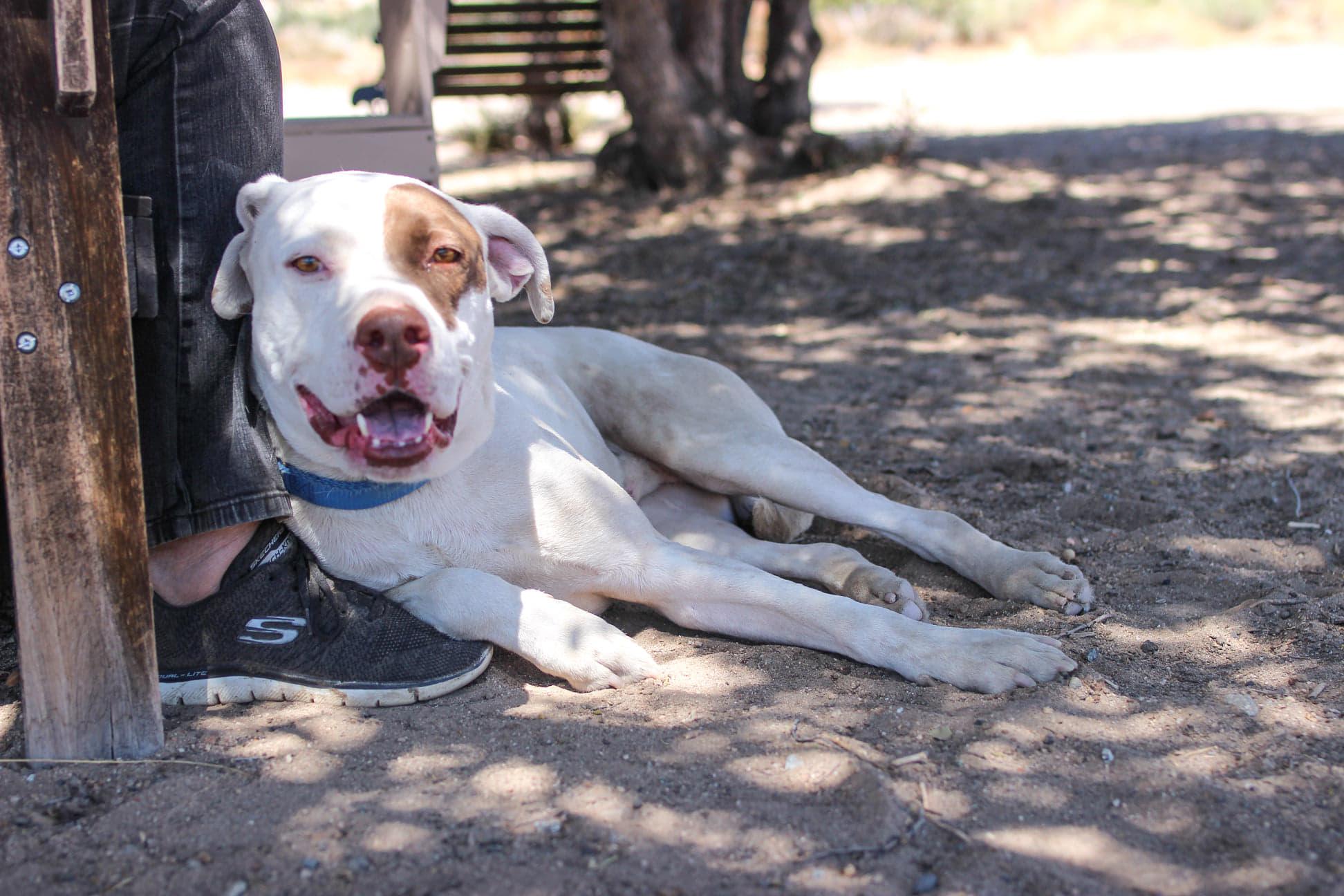 Enlarge Johnny, a Adoptable mixed breed in Ventura, CA image 6/6