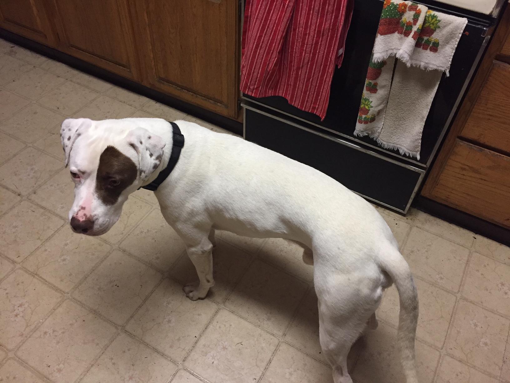 Enlarge Johnny, a Adoptable mixed breed in Ventura, CA image 4/6