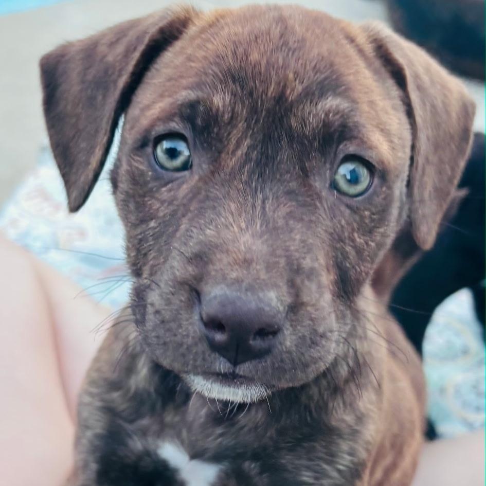 Rizzo , Adoptable, Puppy Female Terrier.