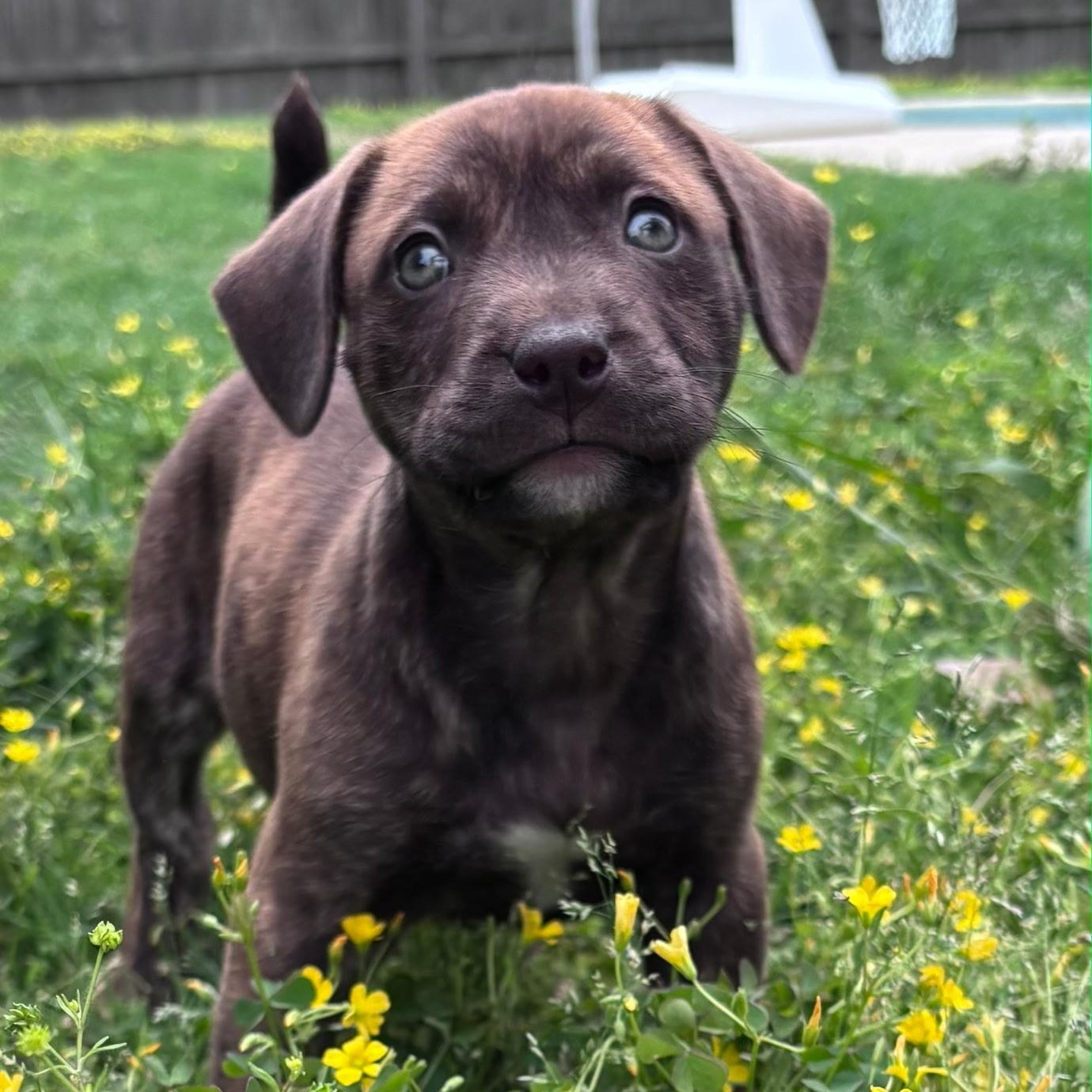 Enlarge Rizzo , a Adoptable mixed breed in Waxhaw, NC image 2/3