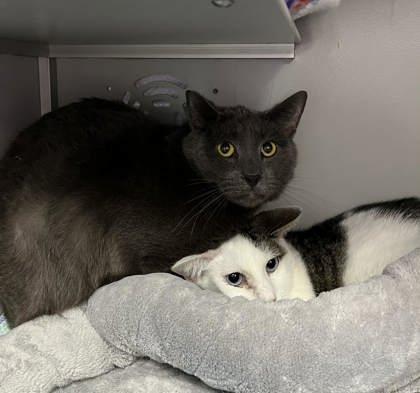 Enlarge Bluey, a Adoptable Domestic Short Hair in Moundsville, WV image 1/1