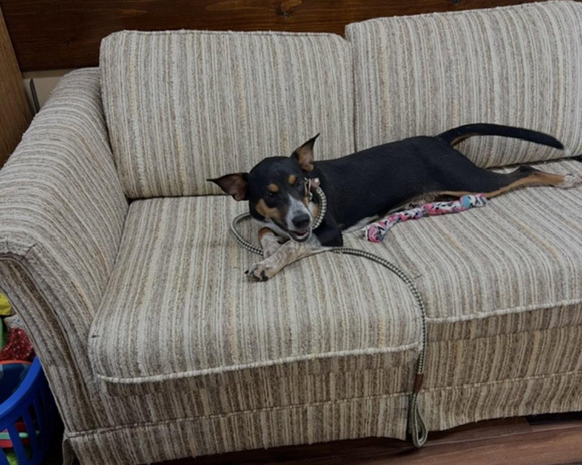 Jack - A -Bea female, Adoptable, Puppy Female Jack Russell Terrier & Beagle.