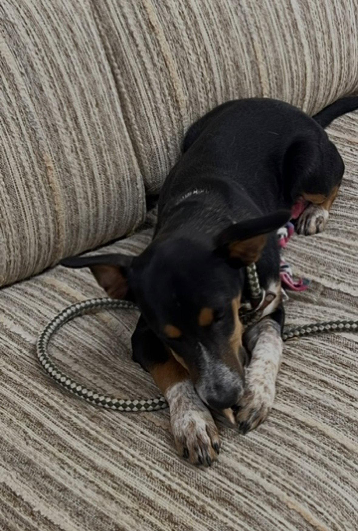 Enlarge Jack - A -Bea female, a Adoptable mixed breed in Mount Laurel, NJ image 2/3
