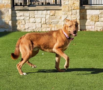 Queso, a Adoptable mixed breed in North Richland Hills, TX image 1/3