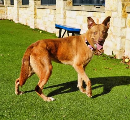 Queso, a Adoptable mixed breed in North Richland Hills, TX image 1/3