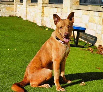 Queso, a Adoptable mixed breed in North Richland Hills, TX image 3/3