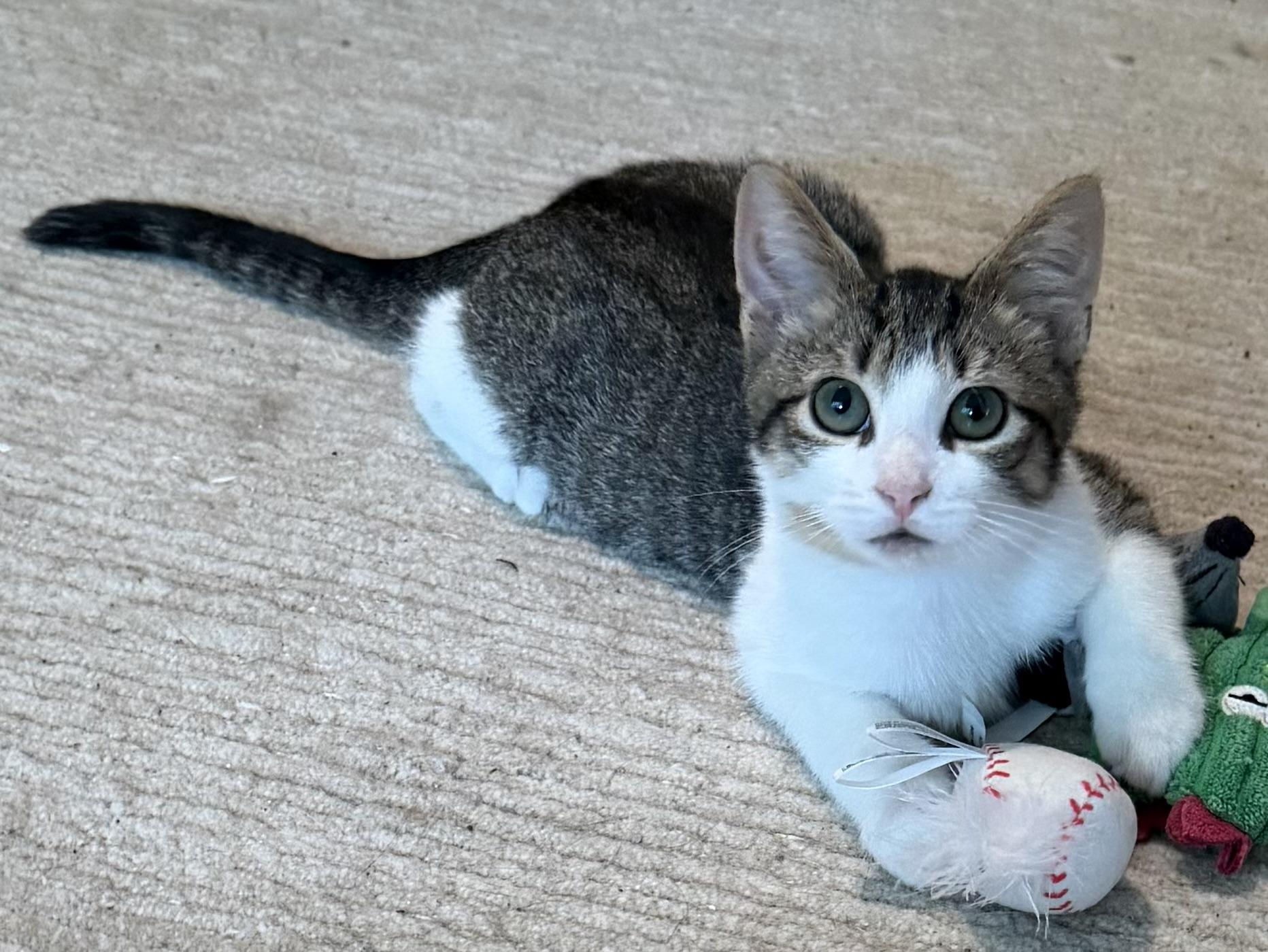 Jasper, Adopted, Kitten Male Domestic Short Hair.