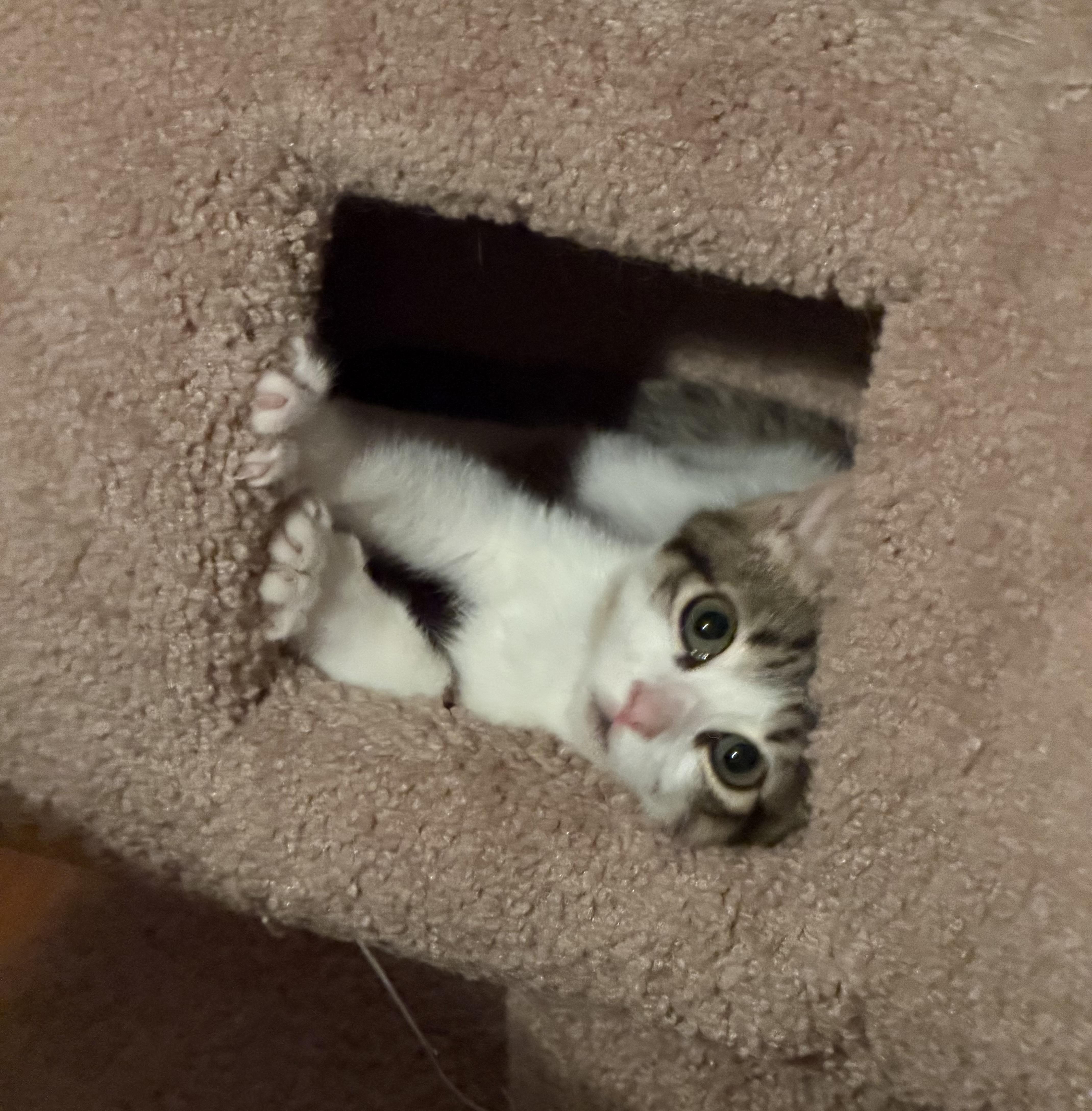 Enlarge Jasper, a Adopted Domestic Short Hair in Westfield, NJ image 4/5