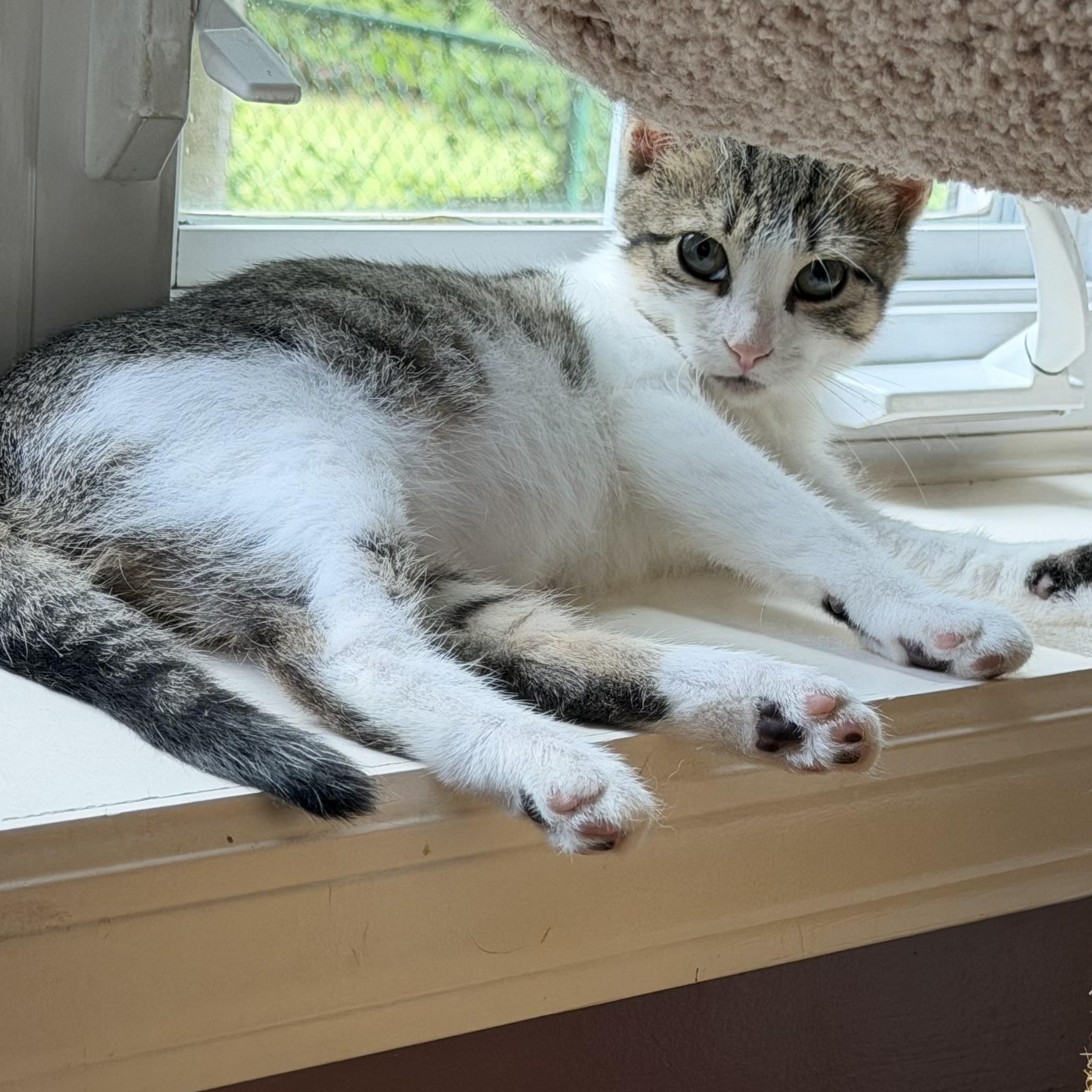 Enlarge Jasper, a Adopted Domestic Short Hair in Westfield, NJ image 2/5