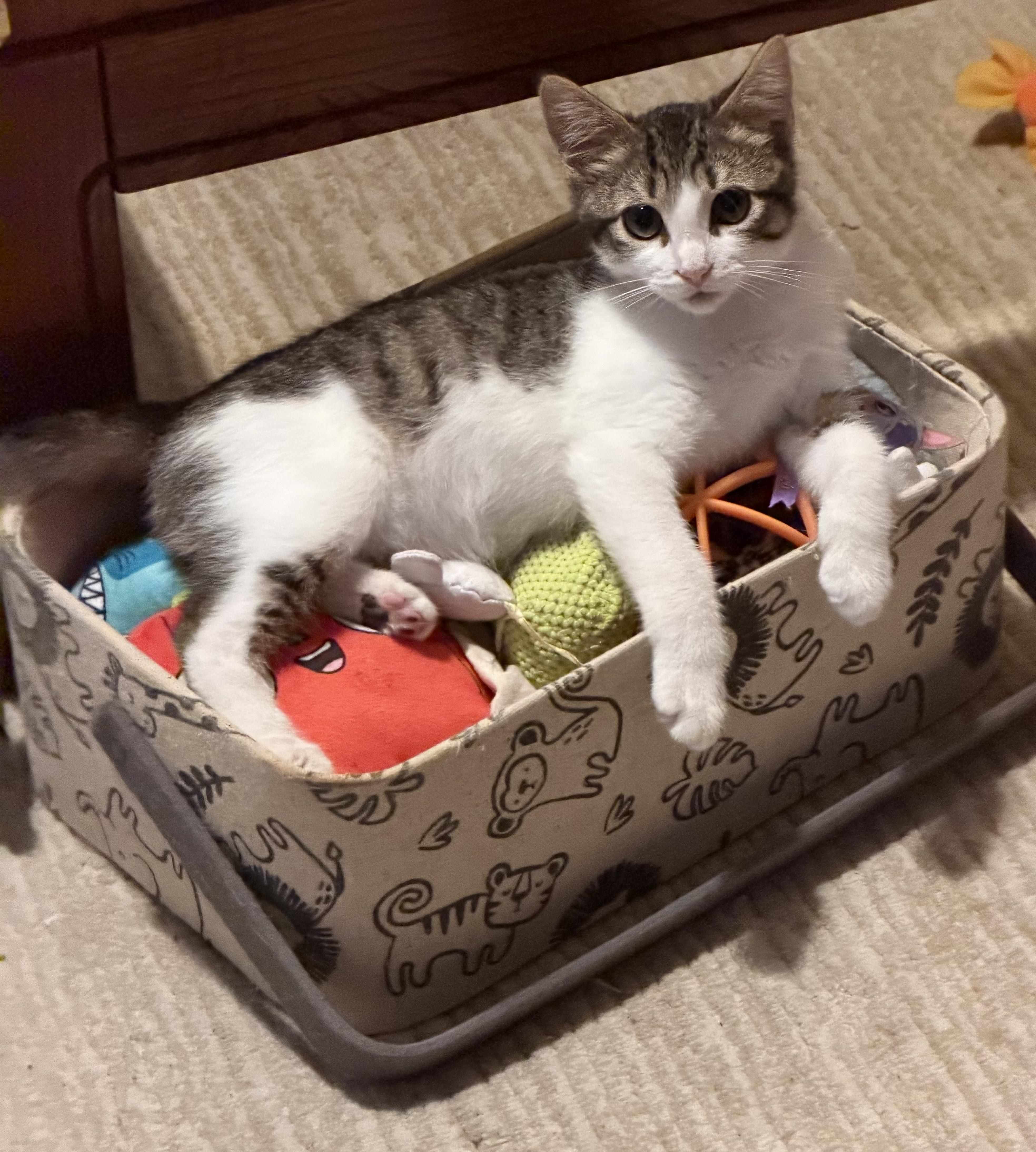 Enlarge Jasper, a Adopted Domestic Short Hair in Westfield, NJ image 3/5