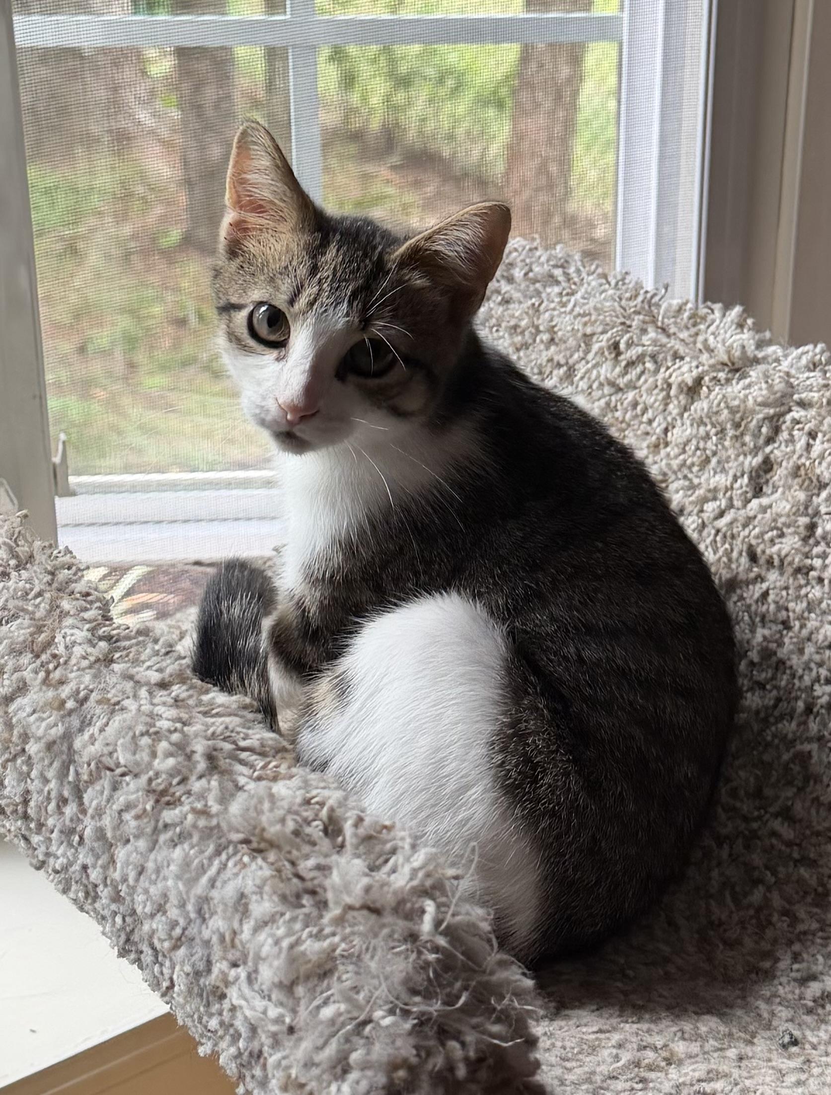 Enlarge Jasper, a Adopted Domestic Short Hair in Westfield, NJ image 5/5