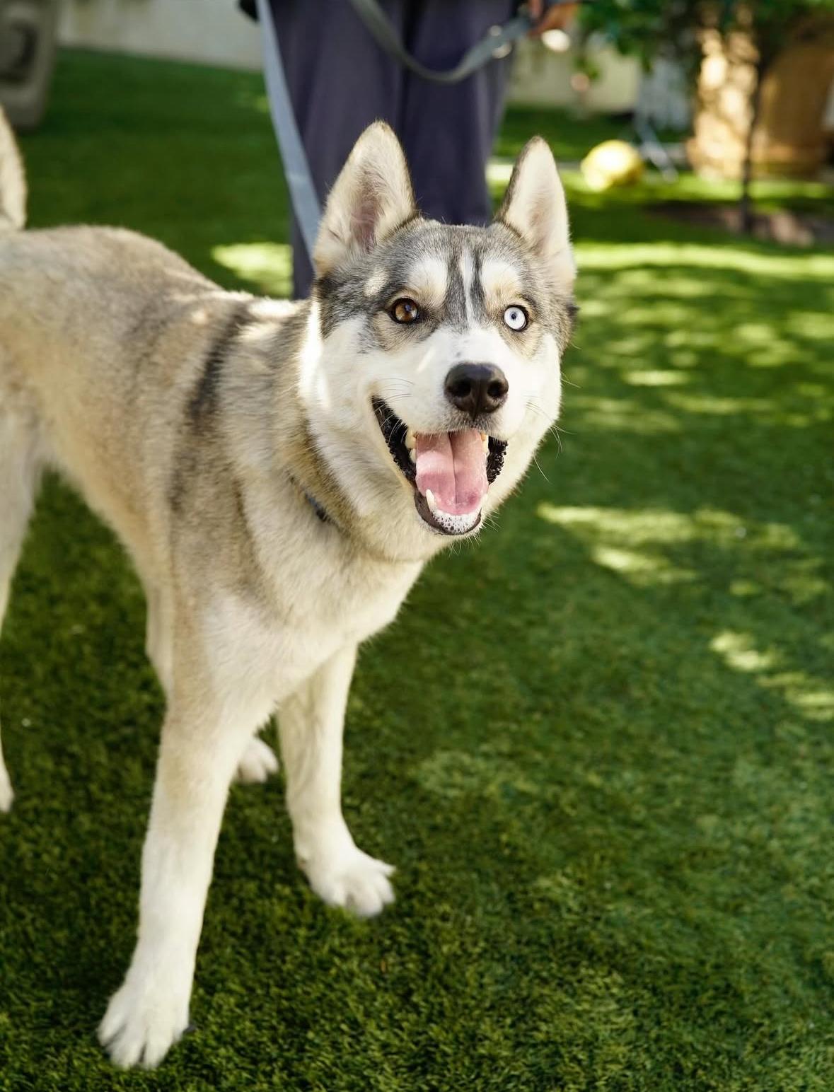 Enlarge Panda, a Adoptable Husky in Pasadena, CA image 3/5