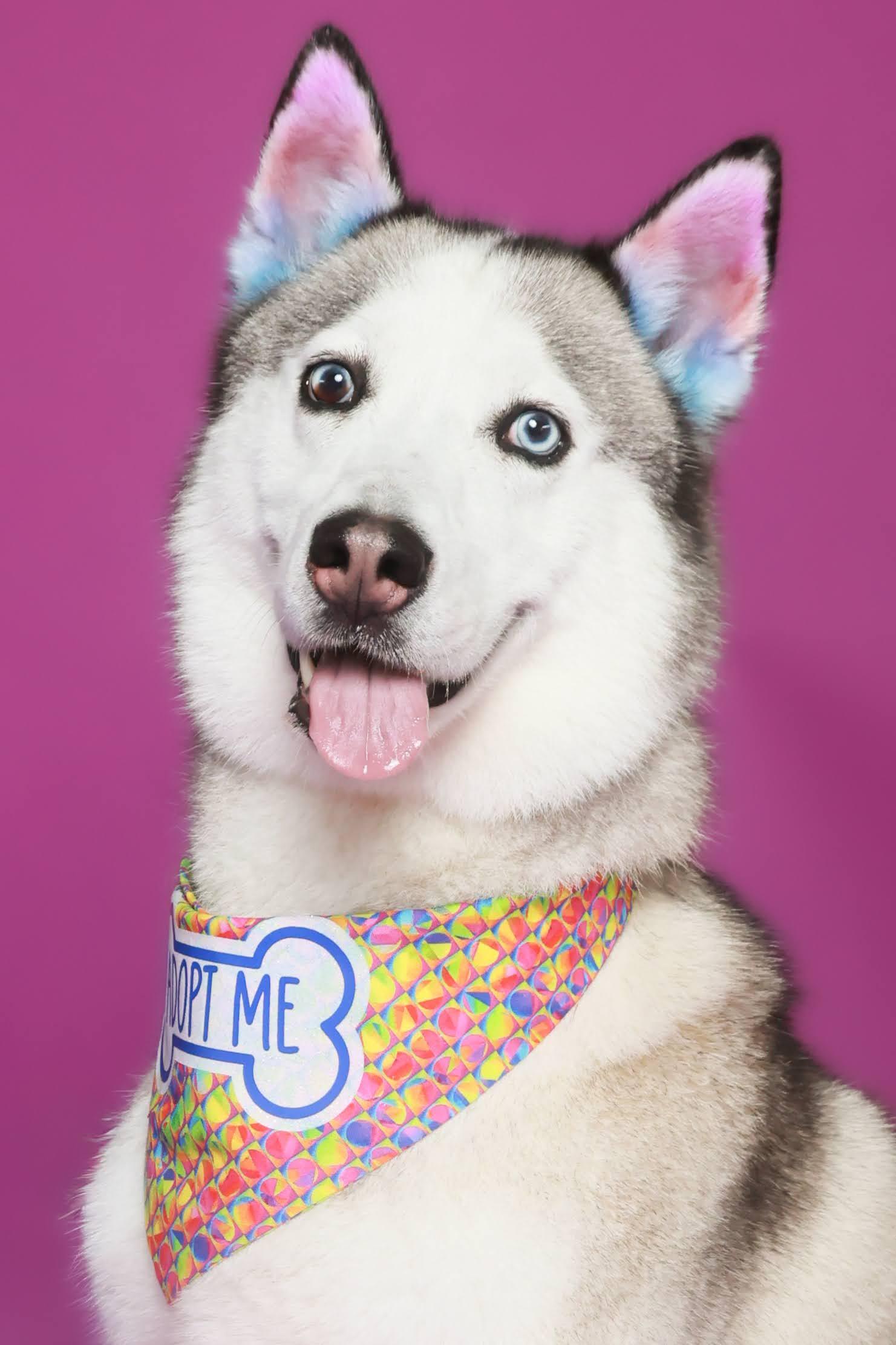 Melon (90338), ADOPTABLE, Adult Female Siberian Husky.