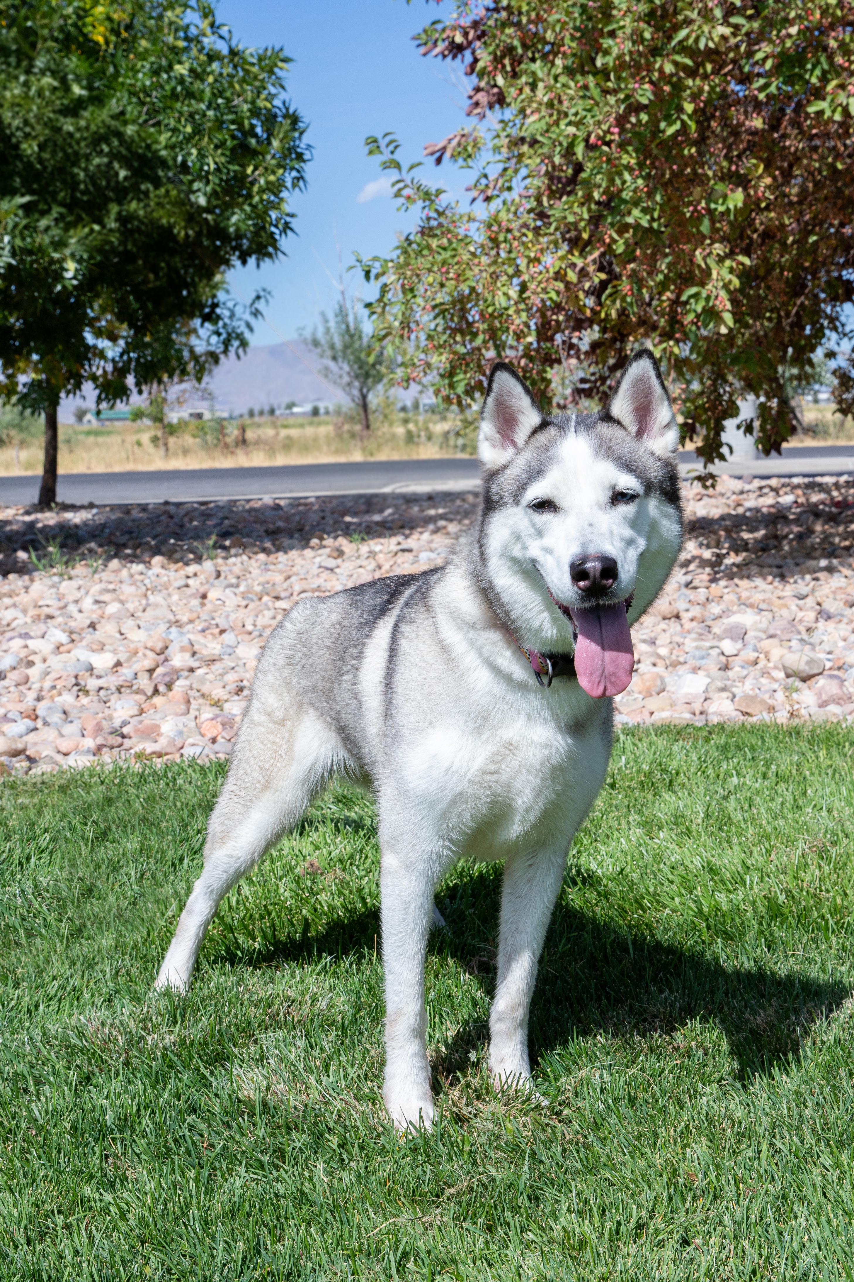 Enlarge Melon (90338), a ADOPTABLE mixed breed in Spanish Fork, UT image 1/1