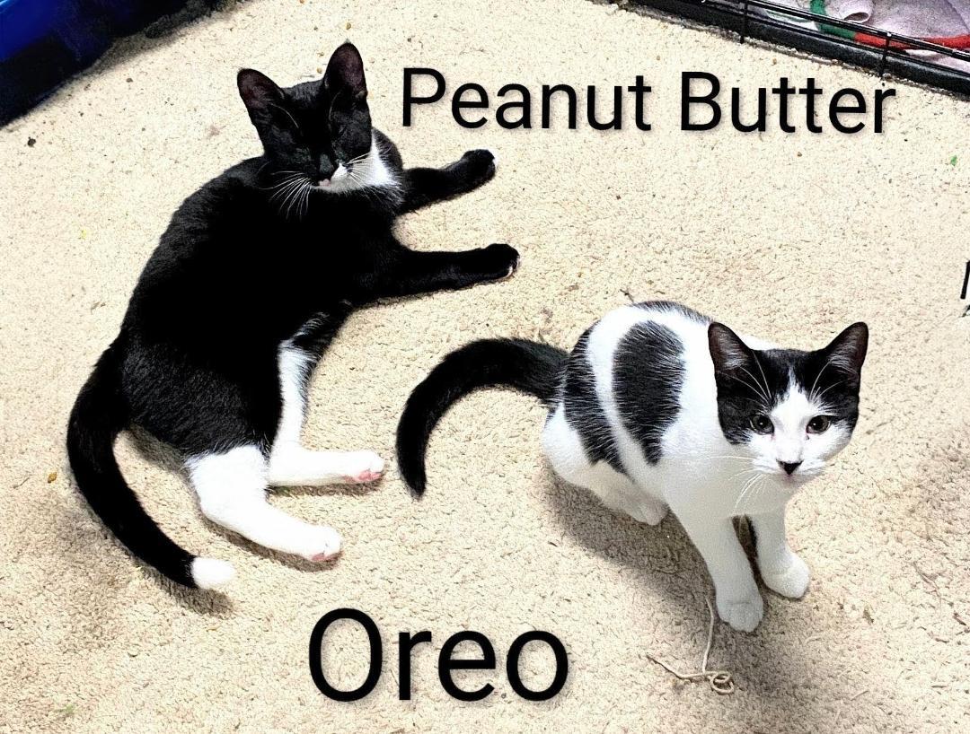 Oreo, Adoptable, Young Female Domestic Short Hair.