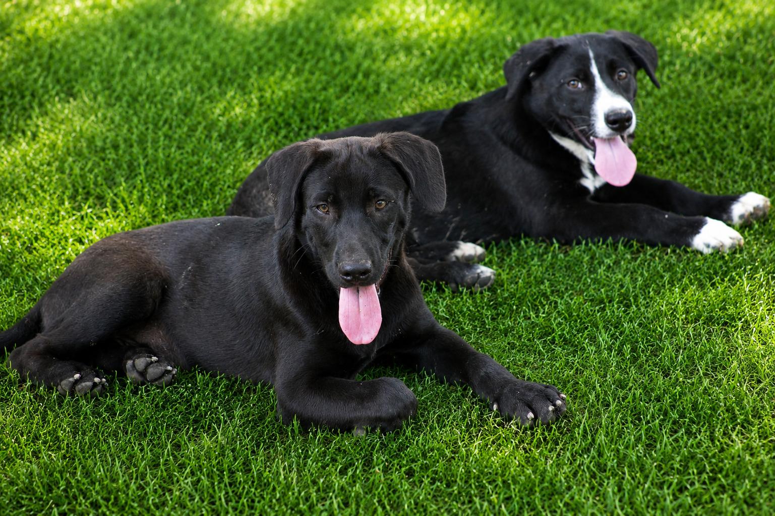 Enlarge Betsy, a Adoptable mixed breed in Willington, CT image 2/6
