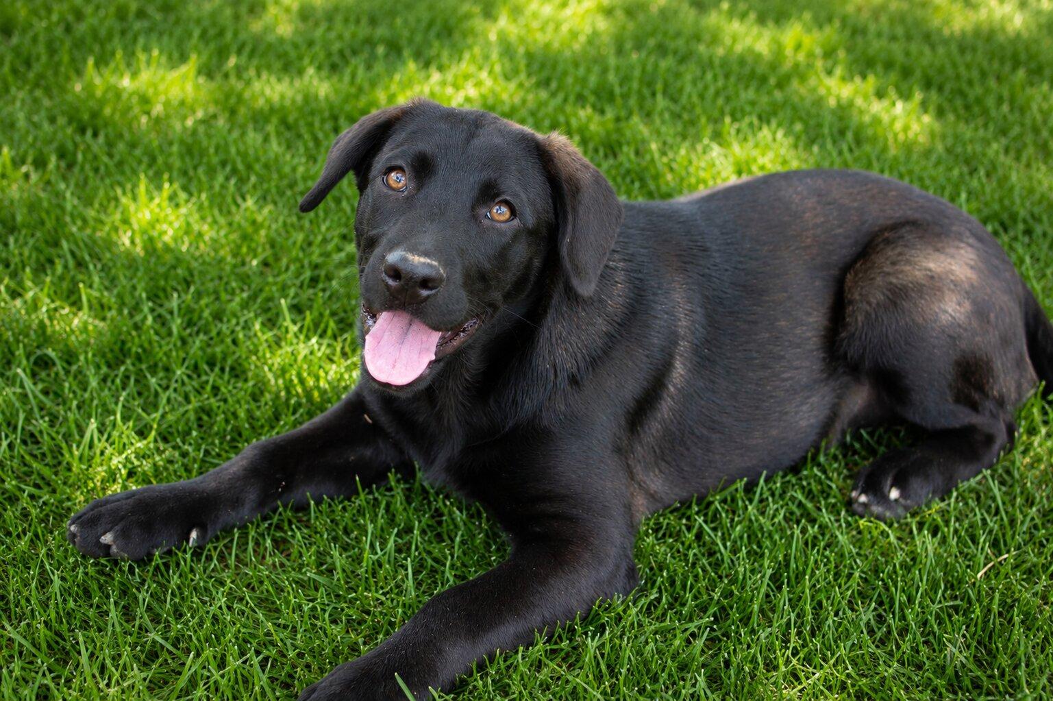Betsy, adopted, Puppy Female Black Labrador Retriever.