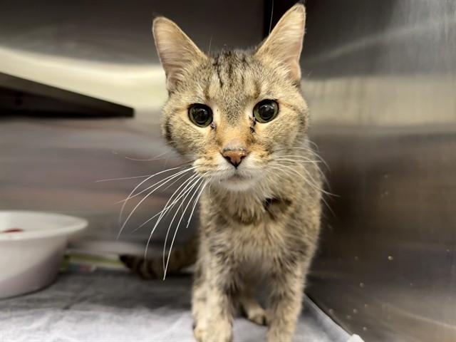 BIDDY, Adoptable, Senior Female Domestic Short Hair.