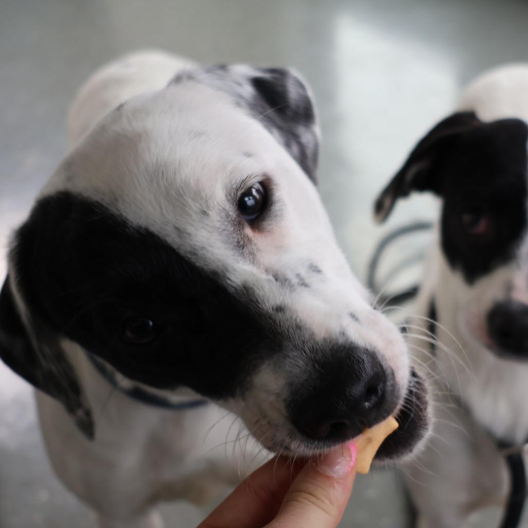 Nadya, Adoptable, Adult Female Mixed Breed.