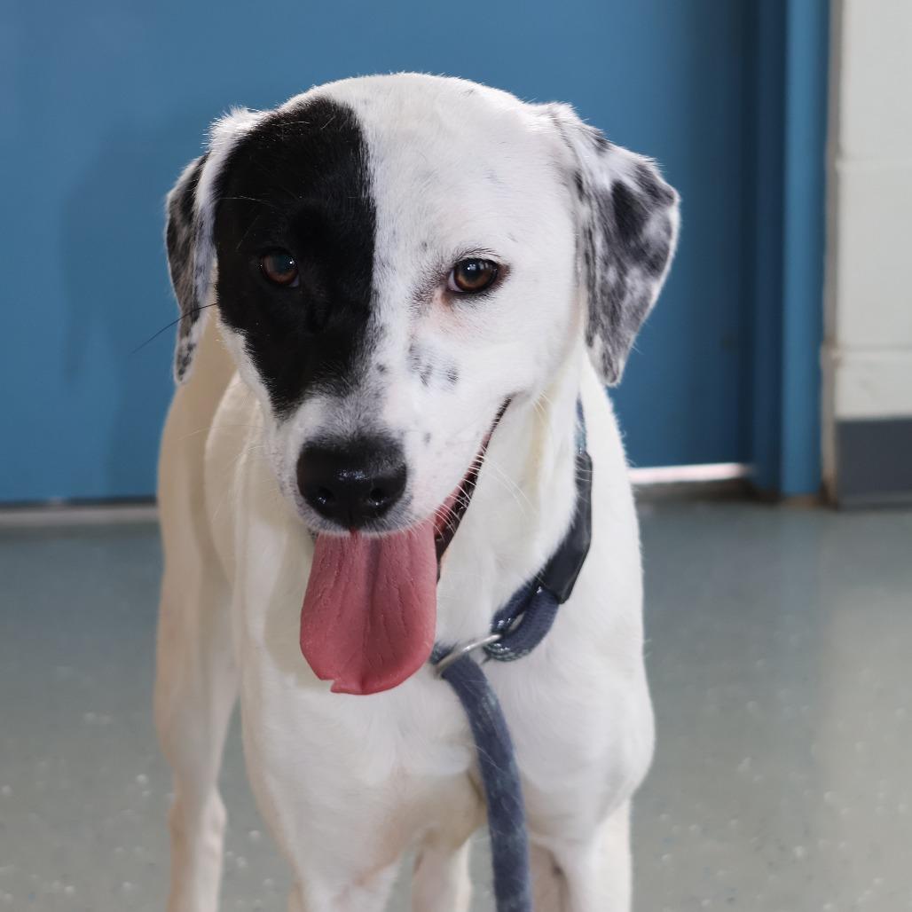 Enlarge Nadya, a Adoptable Mixed Breed in Danville, KY image 2/3