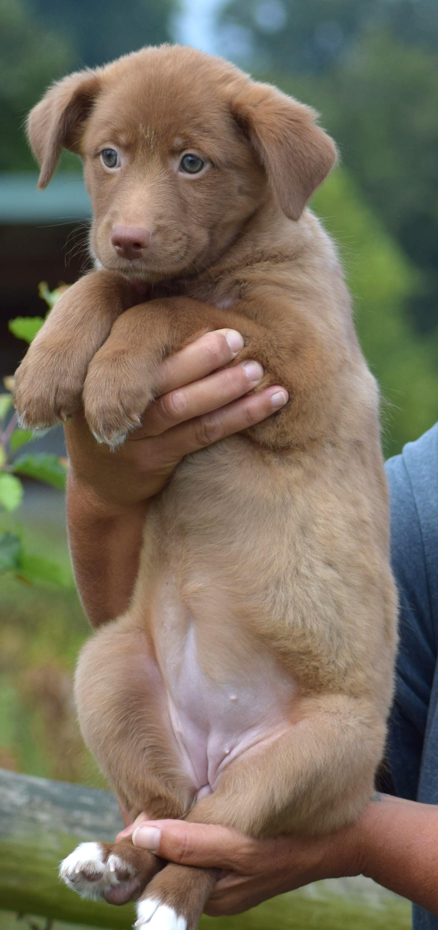 Enlarge 2026Larke, a Adopted mixed breed in Frederick, MD image 6/6