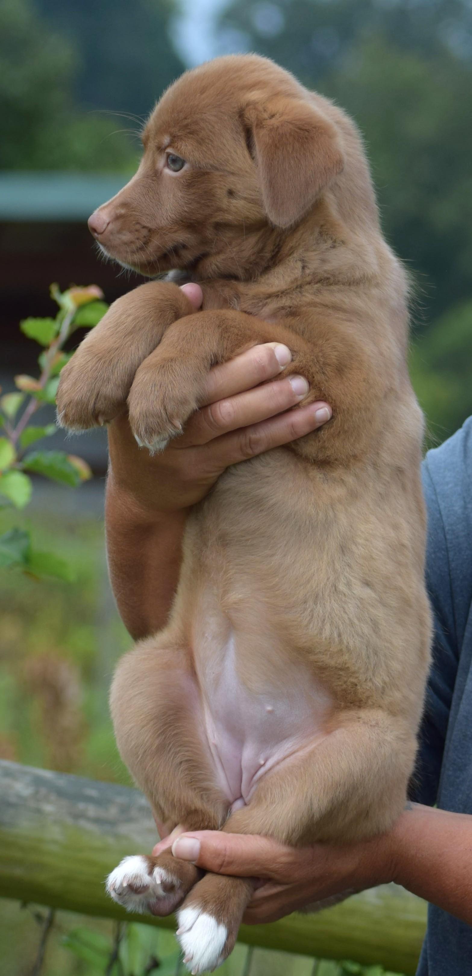 Enlarge 2026Larke, a Adopted mixed breed in Frederick, MD image 2/6