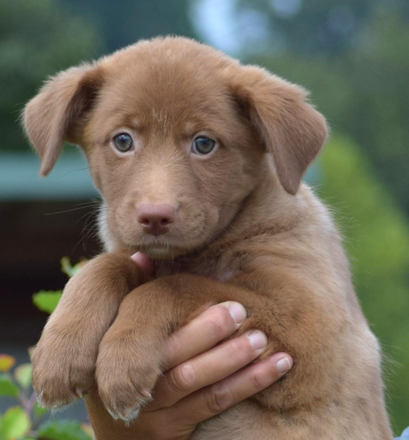 Enlarge 2026Larke, a Adopted mixed breed in Frederick, MD image 5/6