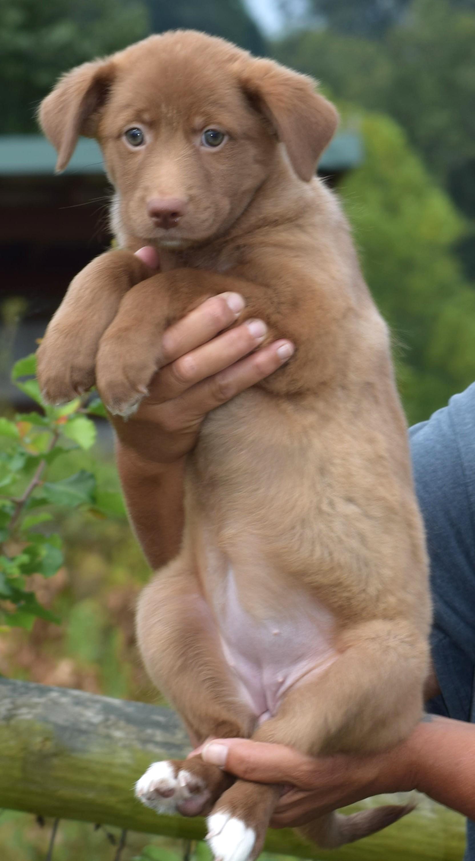 Enlarge 2026Larke, a Adopted mixed breed in Frederick, MD image 3/6