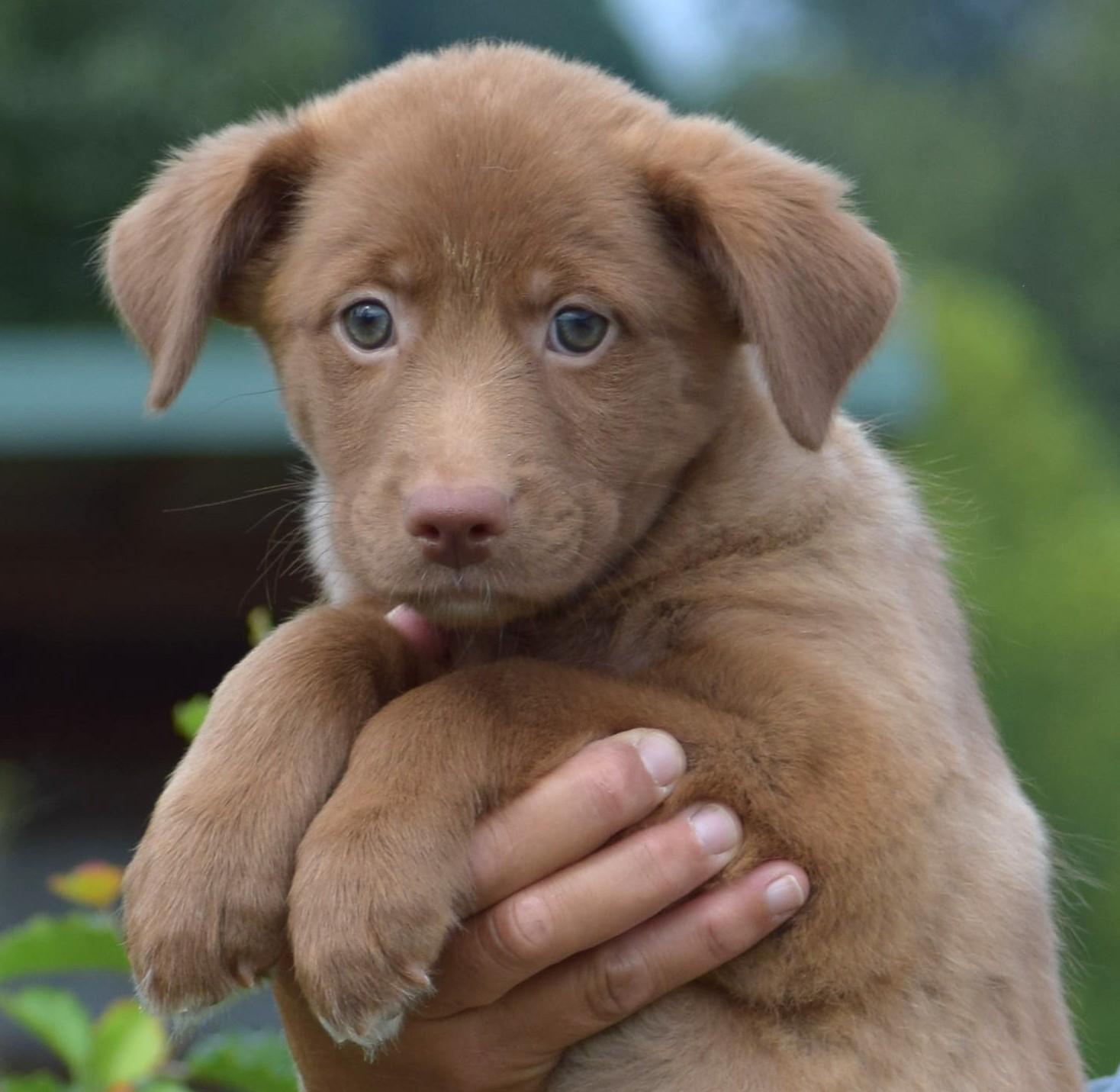 Enlarge 2026Larke, a Adopted mixed breed in Frederick, MD image 4/6