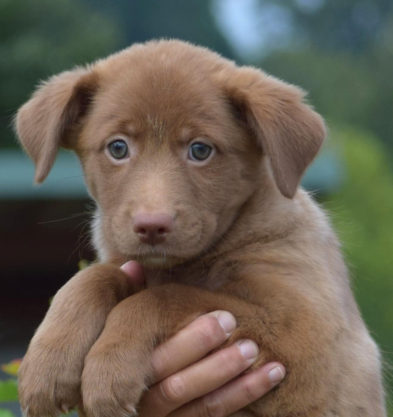 2026Larke, Adopted, Puppy Female Labrador Retriever.