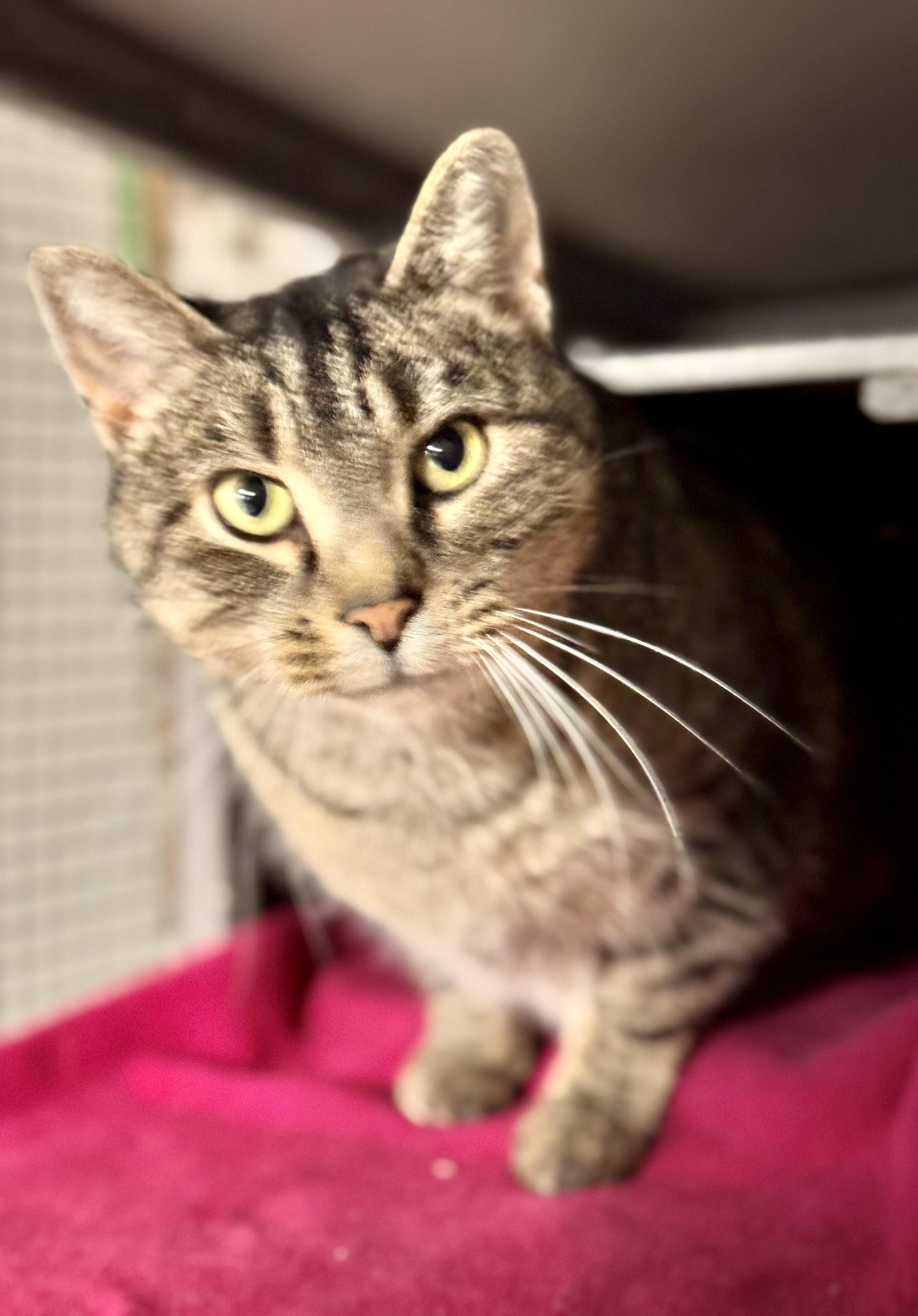 Enlarge St Nick, a ADOPTABLE Domestic Short Hair in Erie, PA image 1/3