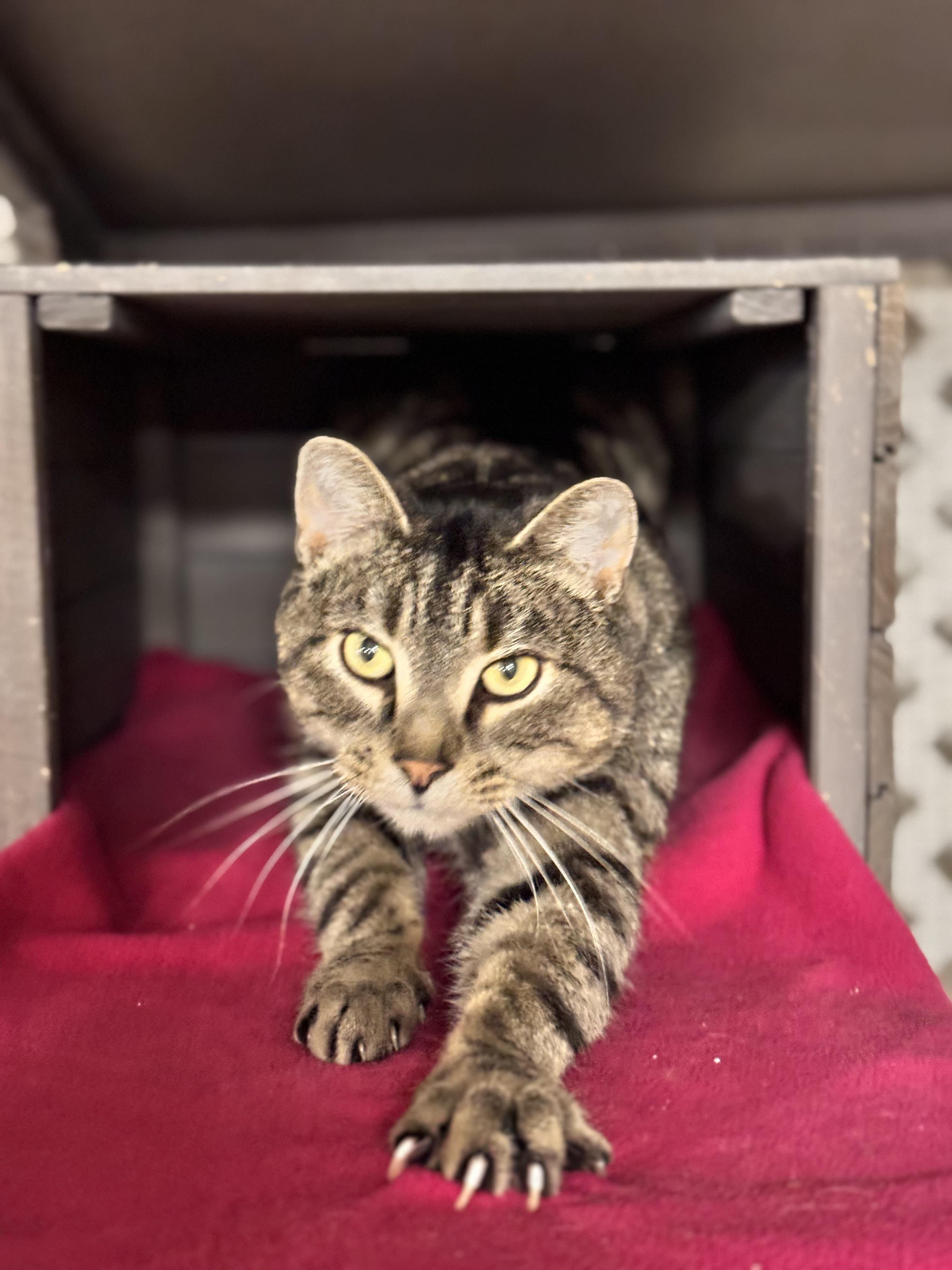 Enlarge St Nick, a ADOPTABLE Domestic Short Hair in Erie, PA image 3/3