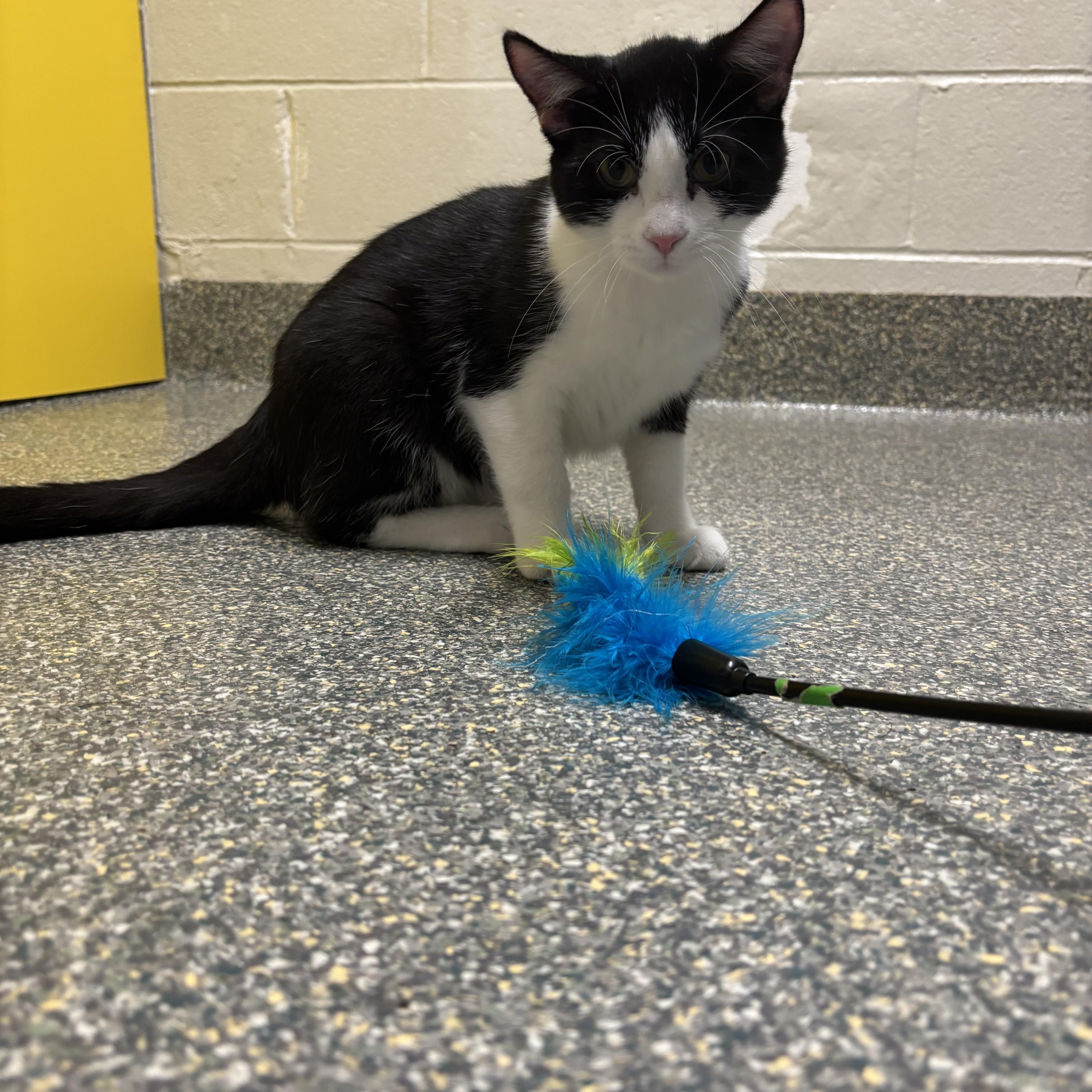Enlarge Grub, a Adoptable mixed breed in Gladstone, MO image 1/6