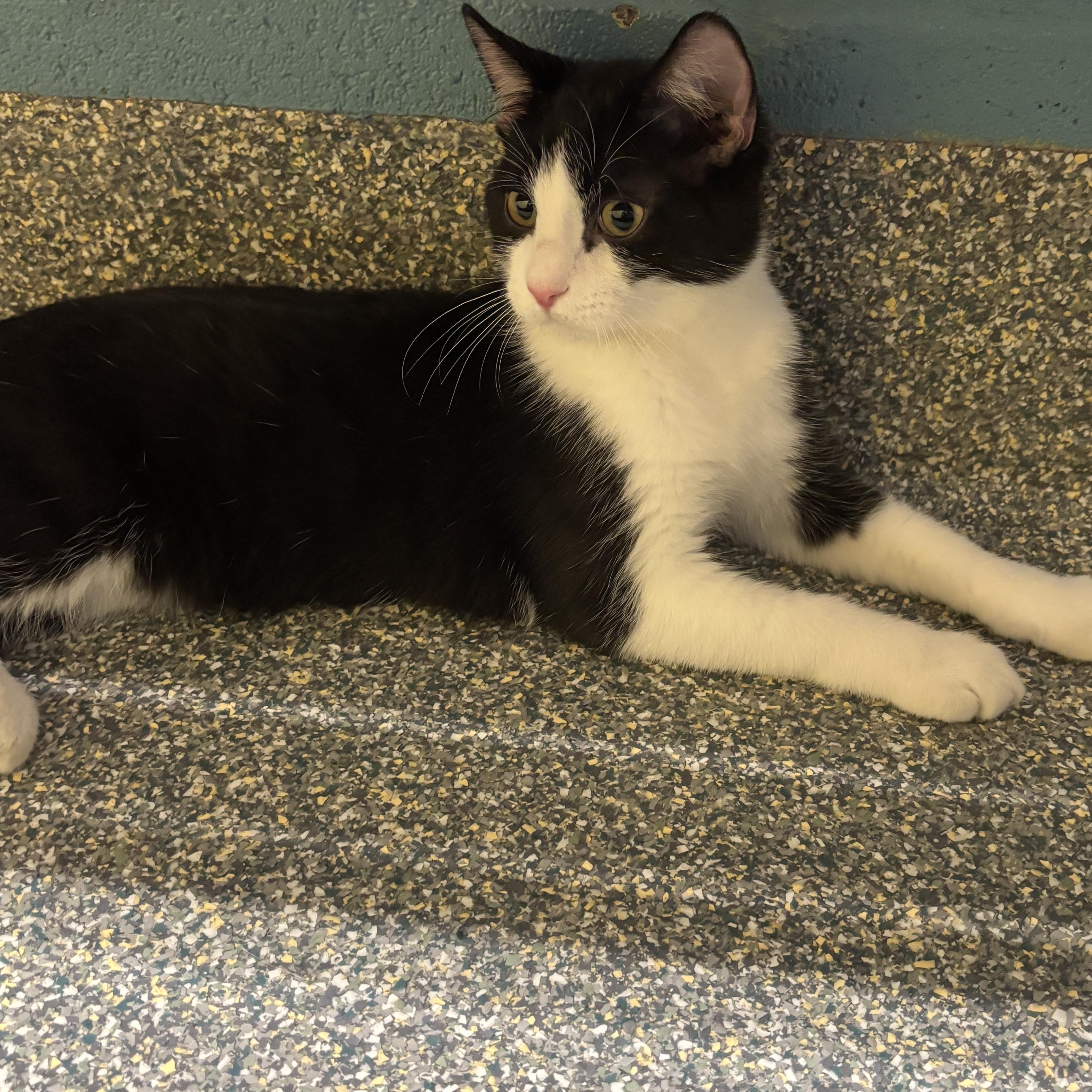 Enlarge Grub, a Adoptable mixed breed in Gladstone, MO image 2/6