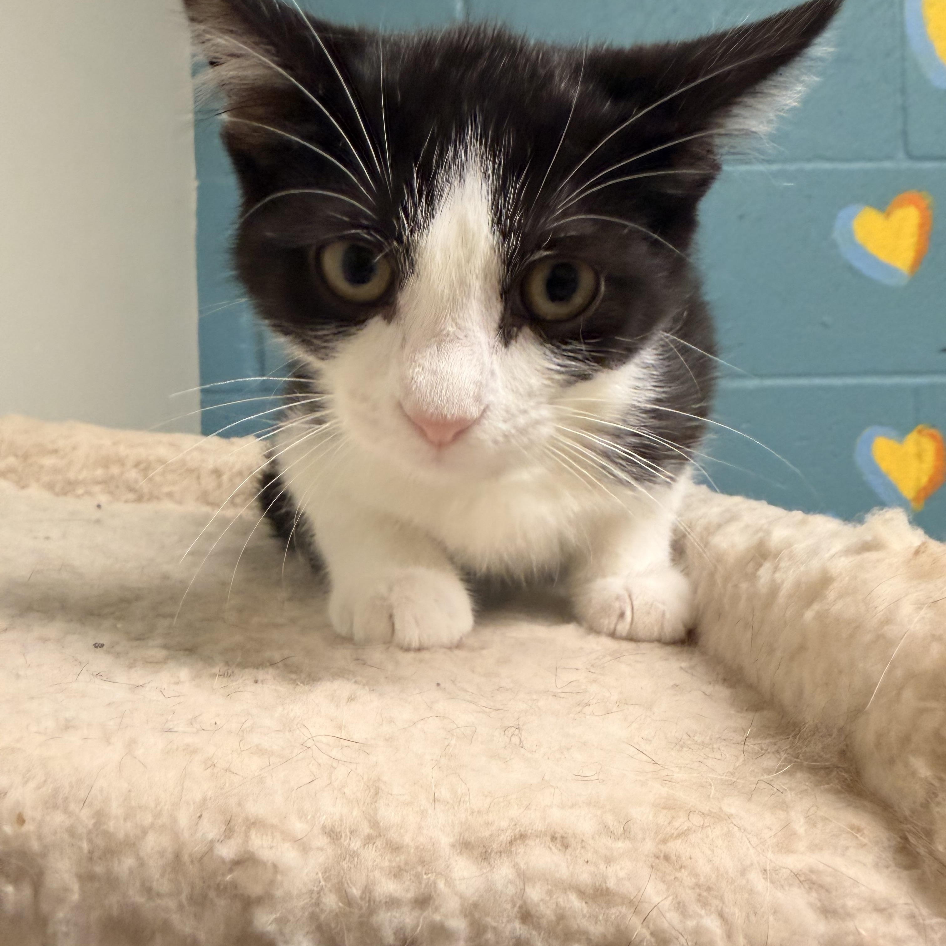 Grub, ADOPTABLE, Kitten Male Tuxedo.