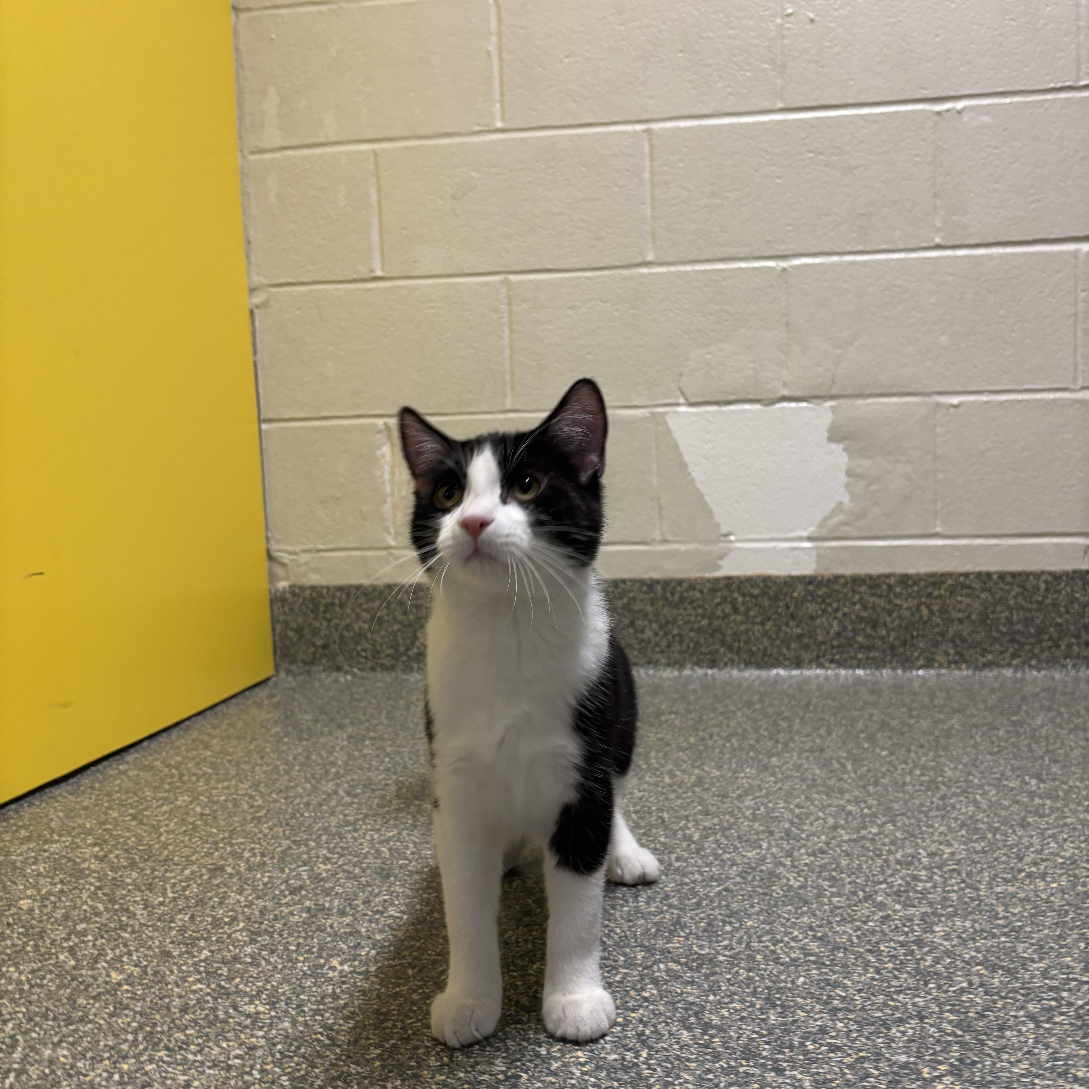 Enlarge Grub, a Adoptable mixed breed in Gladstone, MO image 3/6
