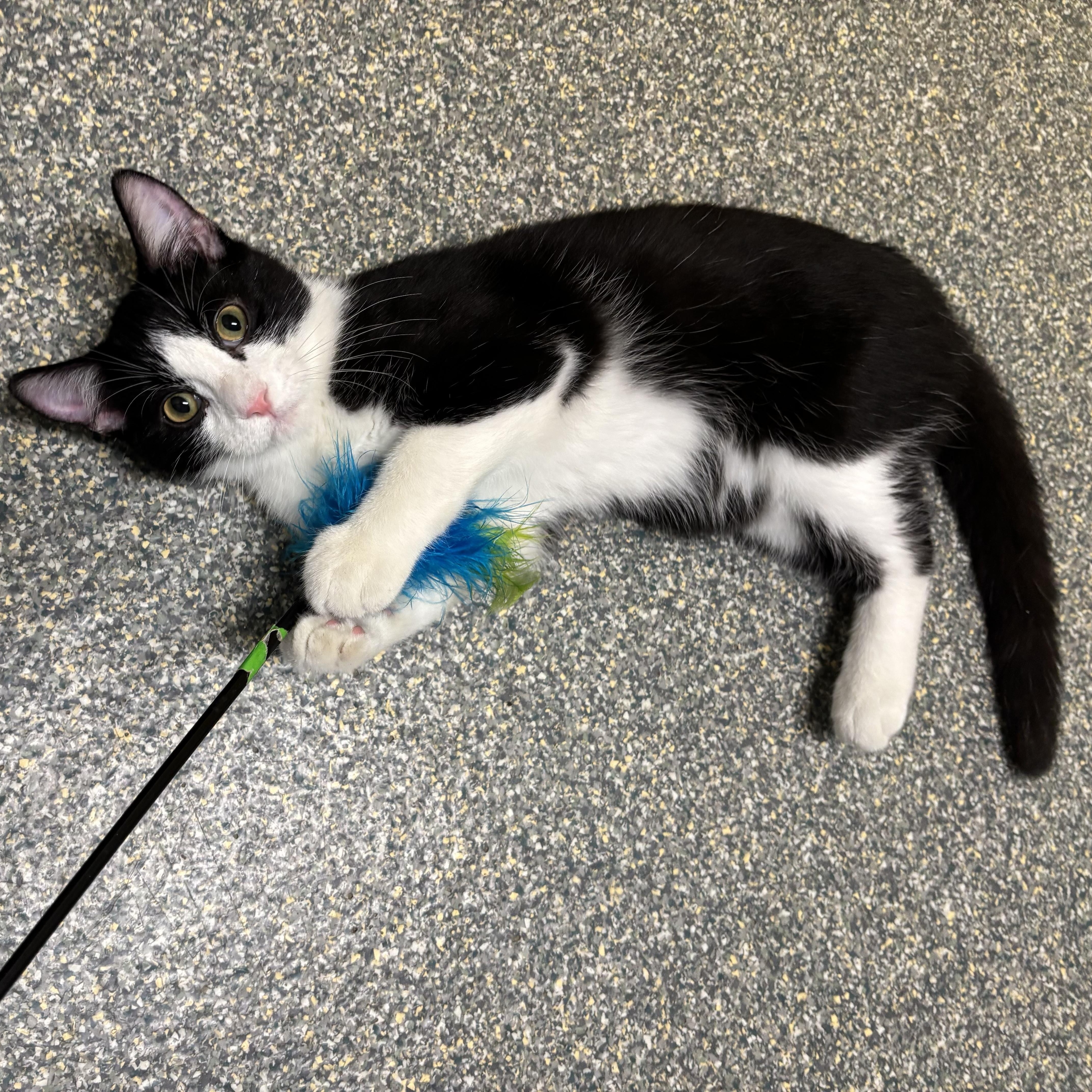 Enlarge Grub, a Adoptable mixed breed in Gladstone, MO image 5/6