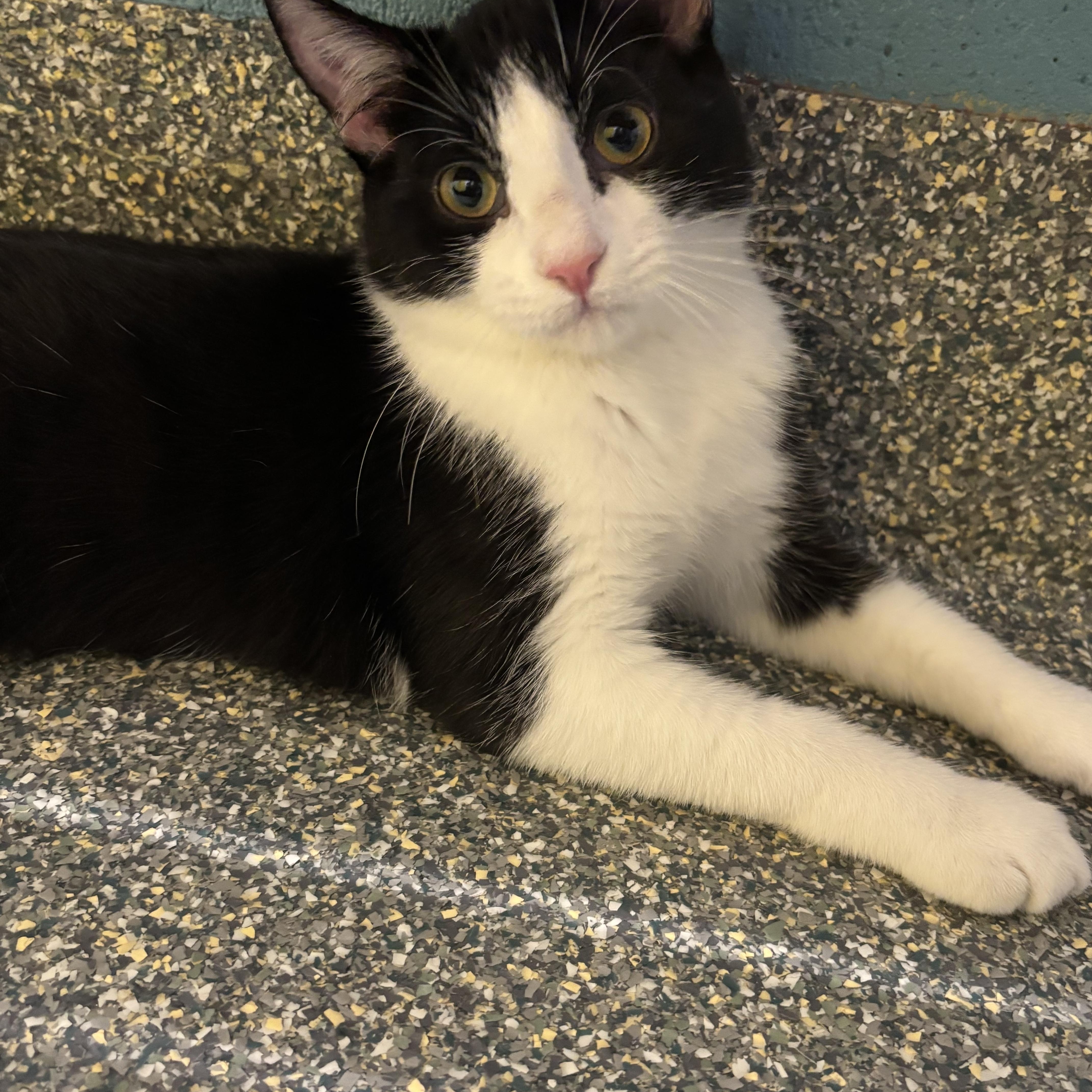 Enlarge Grub, a Adoptable mixed breed in Gladstone, MO image 6/6