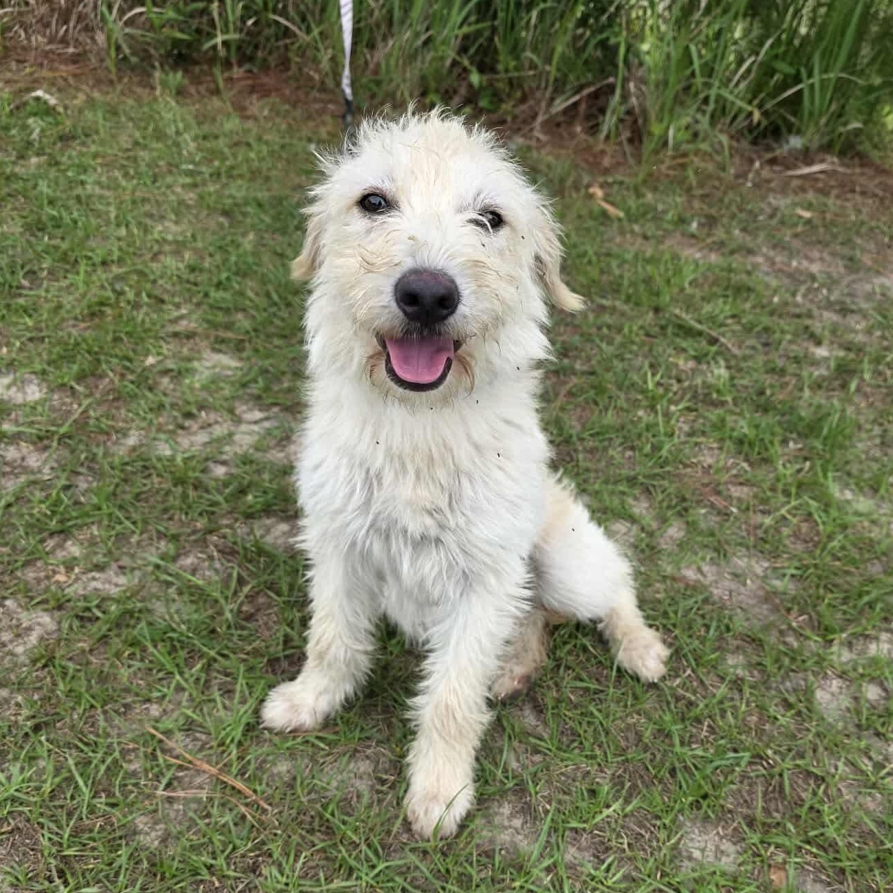 Dewey, adoptable, Puppy Female Goldendoodle.