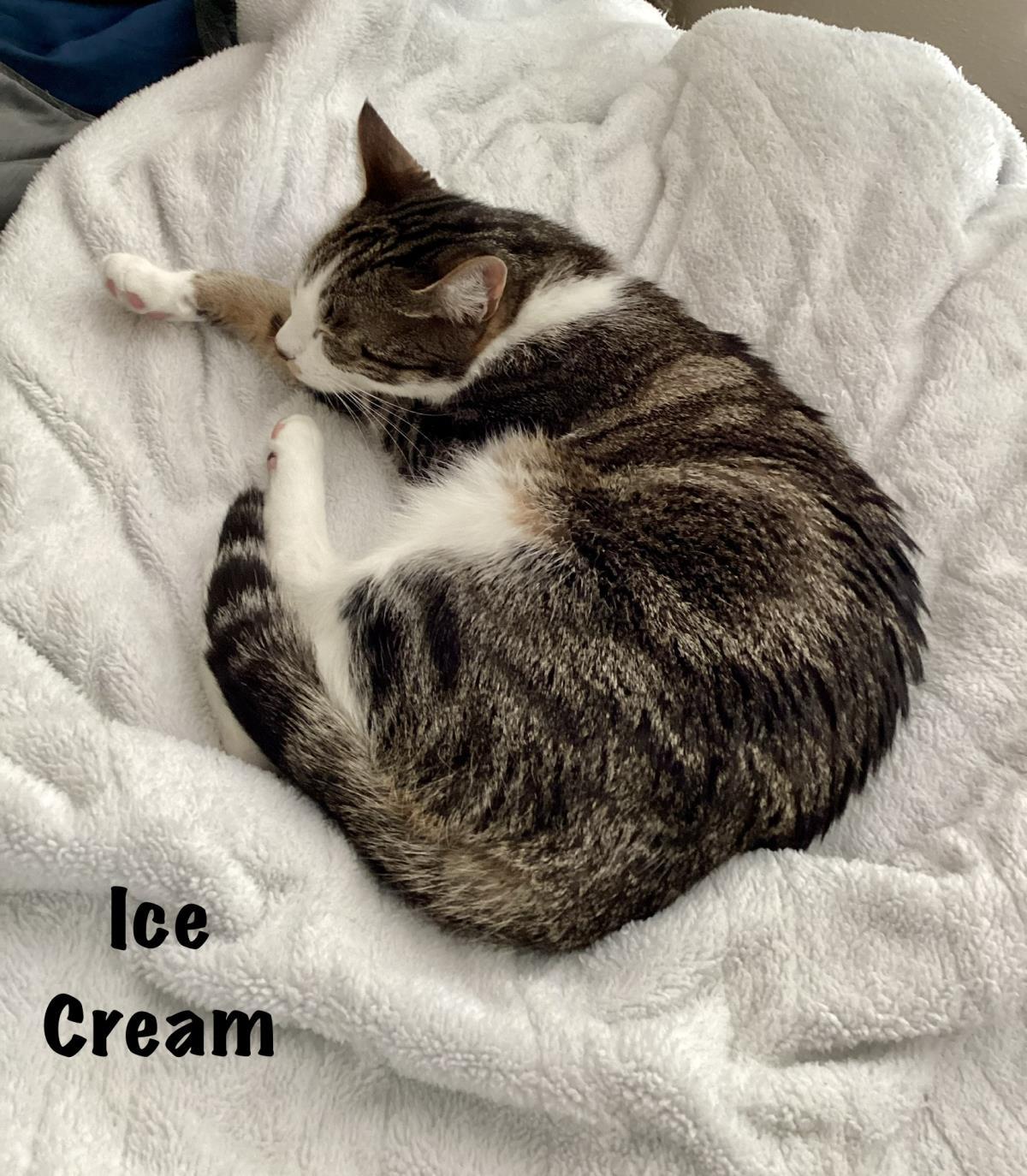 Ice Cream, a Adoptable mixed breed in St. Augustine, FL image 3/4