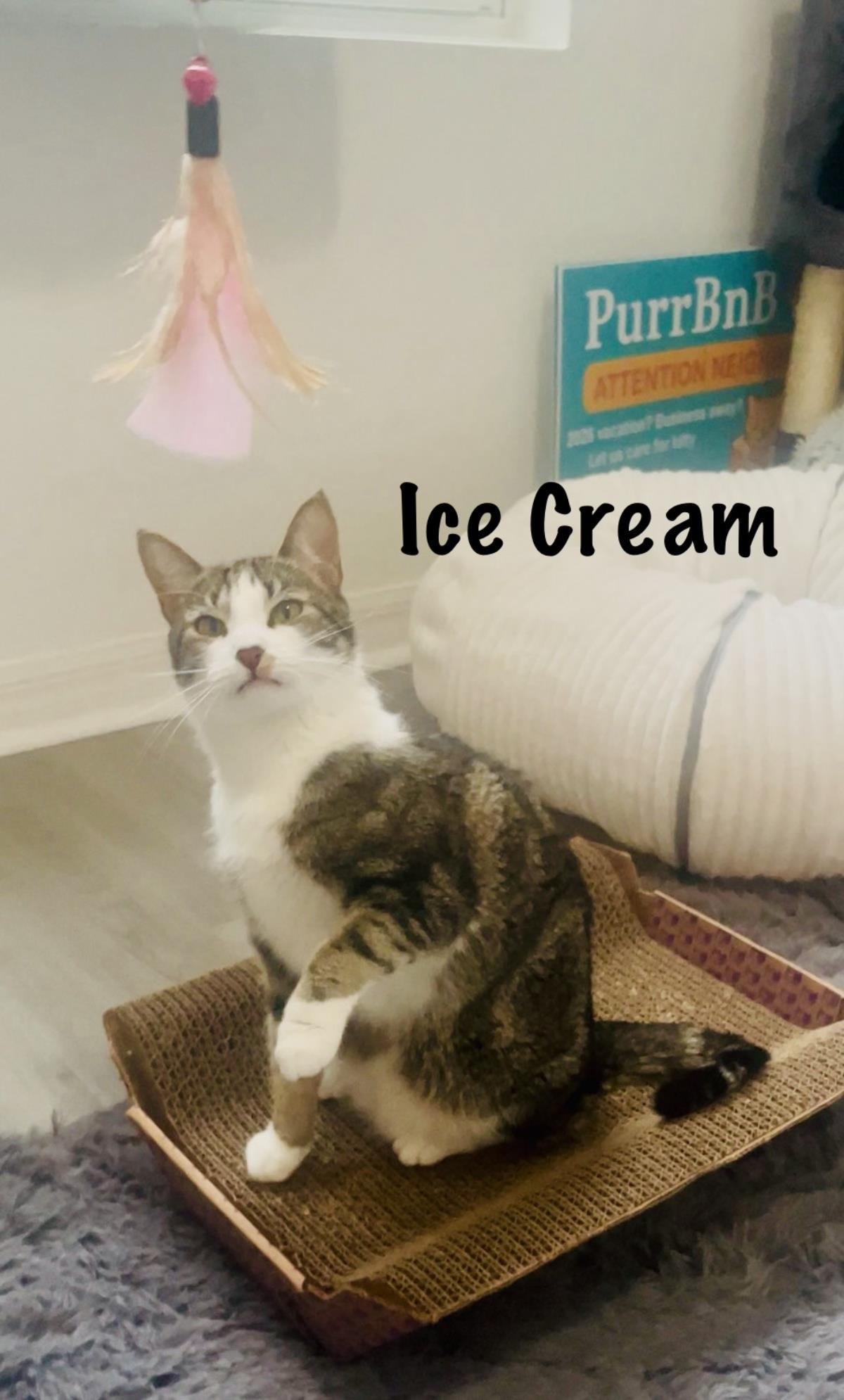 Ice Cream, a Adoptable mixed breed in St. Augustine, FL image 4/4