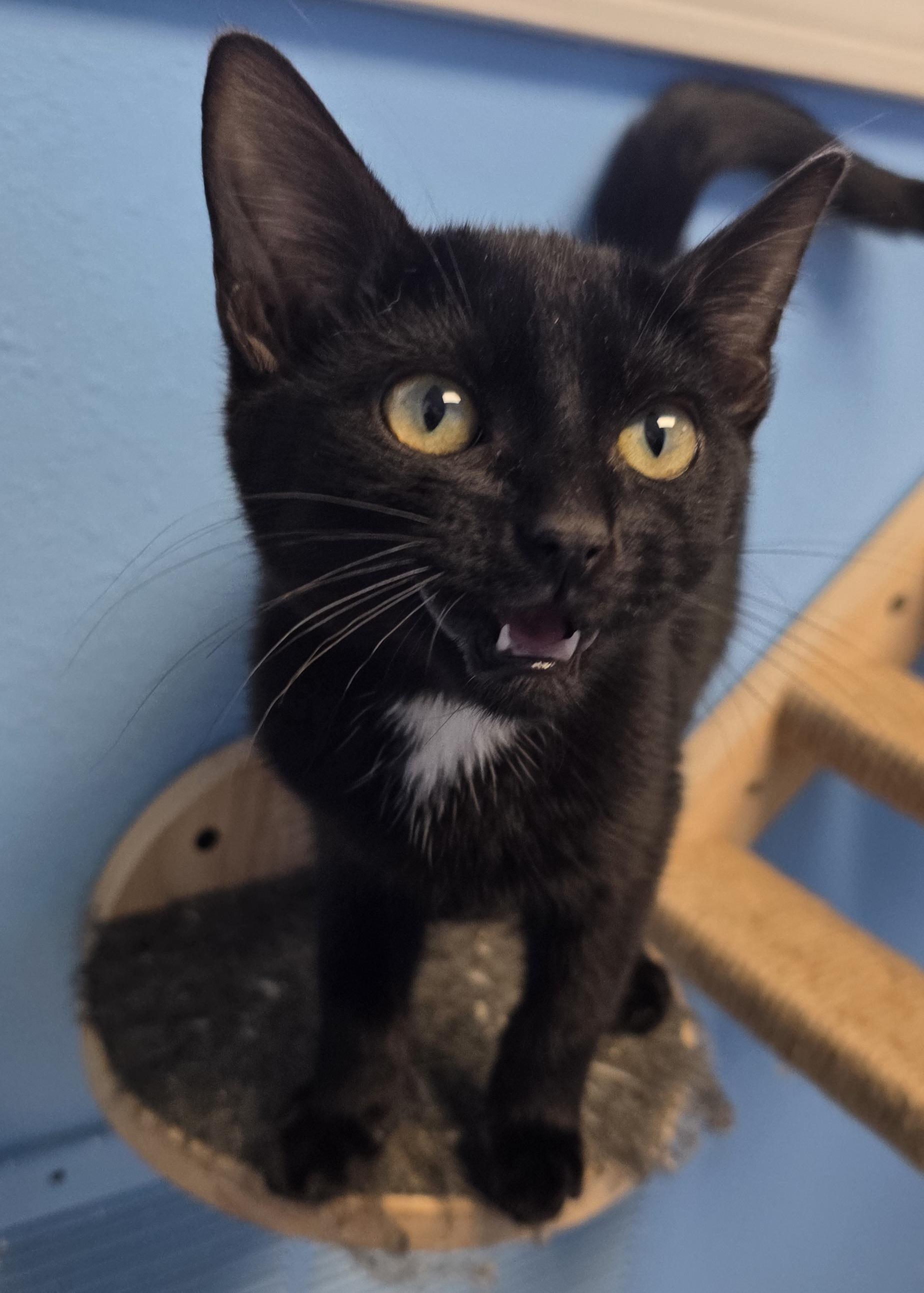 Samuels, an adoptable Domestic Short Hair in Polson, MT, 59860 | Photo Image 1